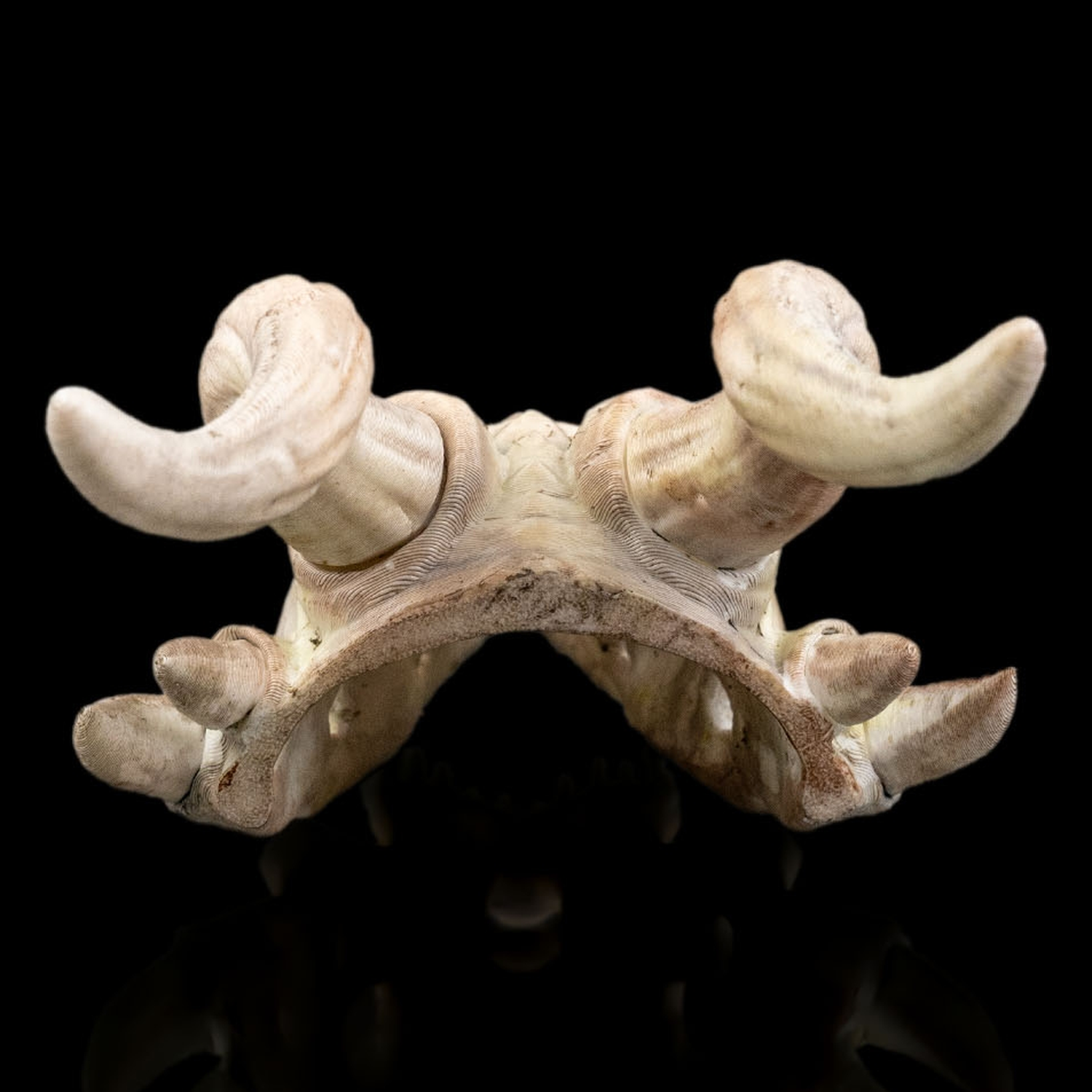 Horquilla Bone Trophy