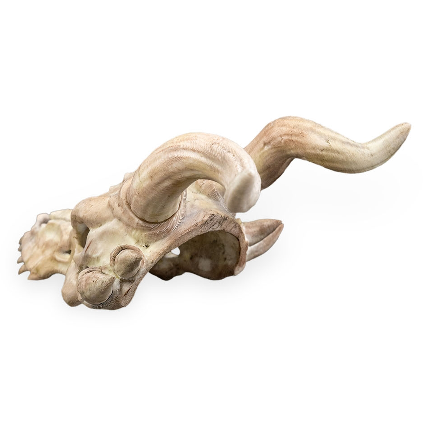 Horquilla Bone Trophy