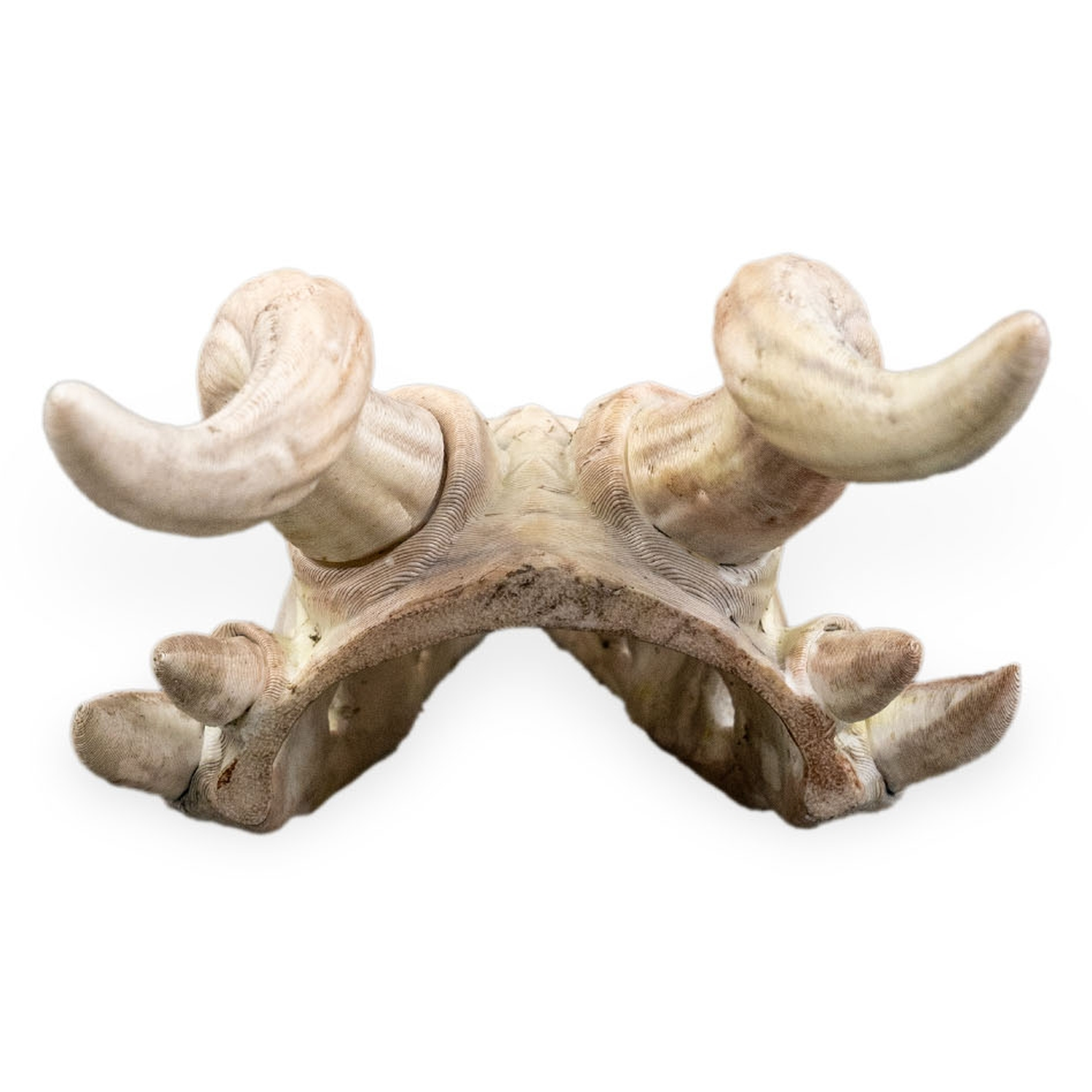 Horquilla Bone Trophy