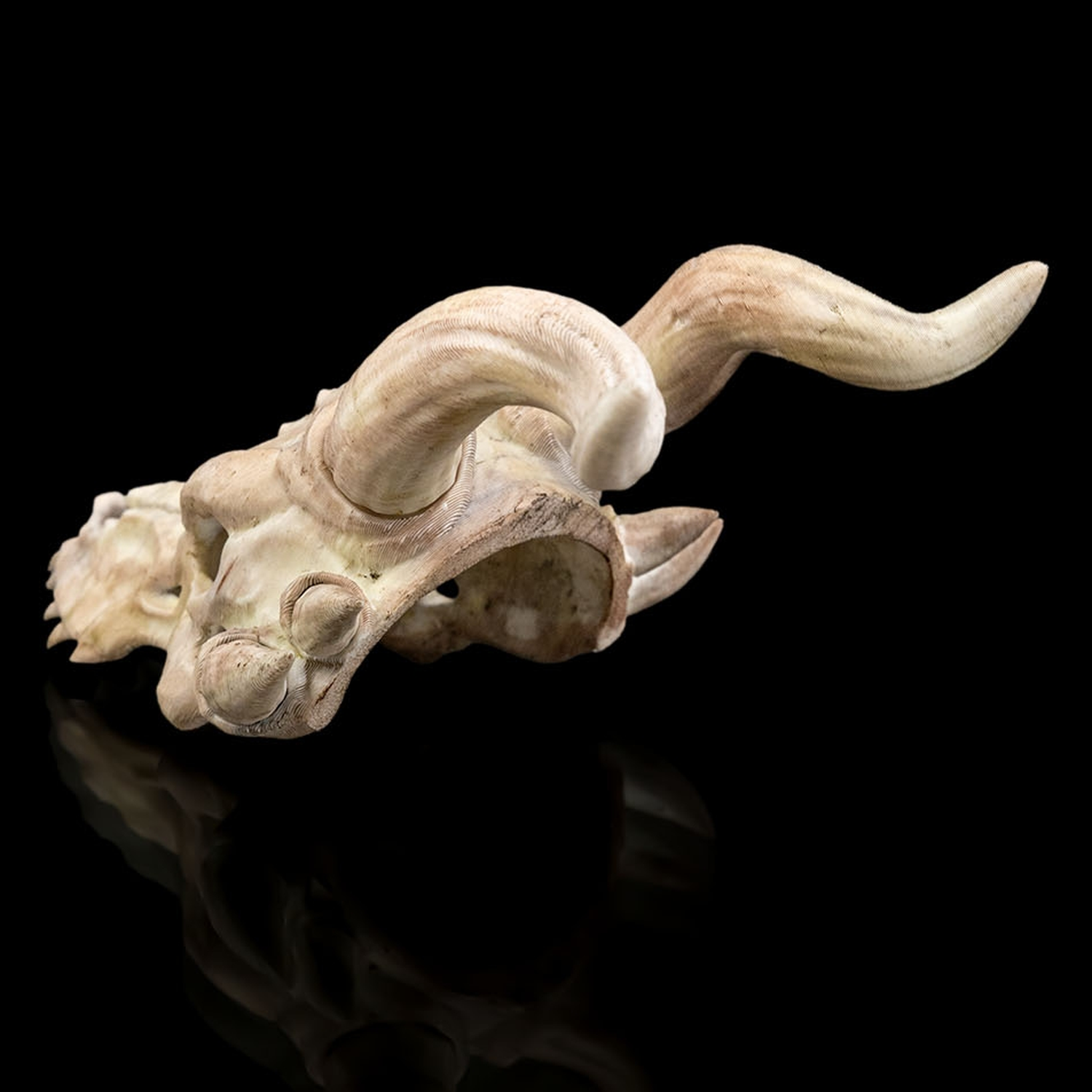 Horquilla Bone Trophy