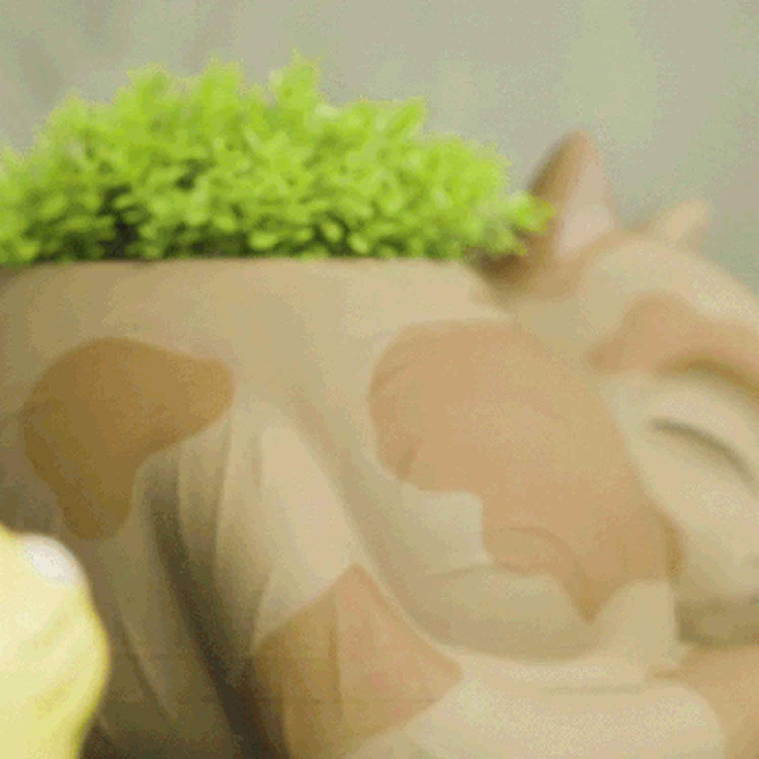 Maceteros de gato