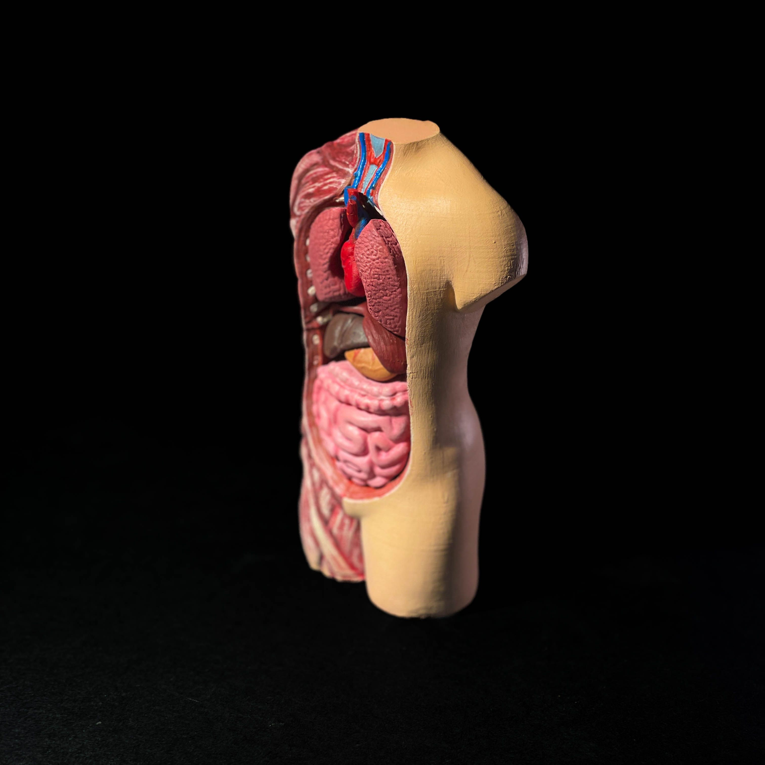 Anatomical Model