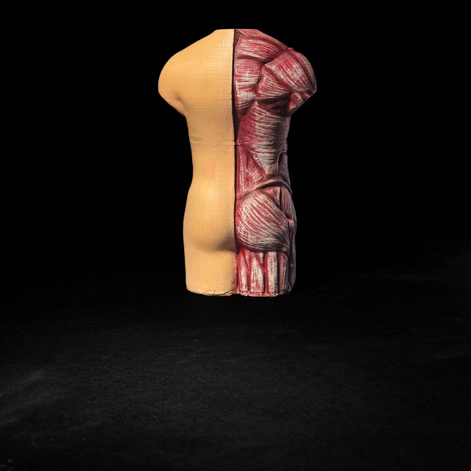 Anatomical Model