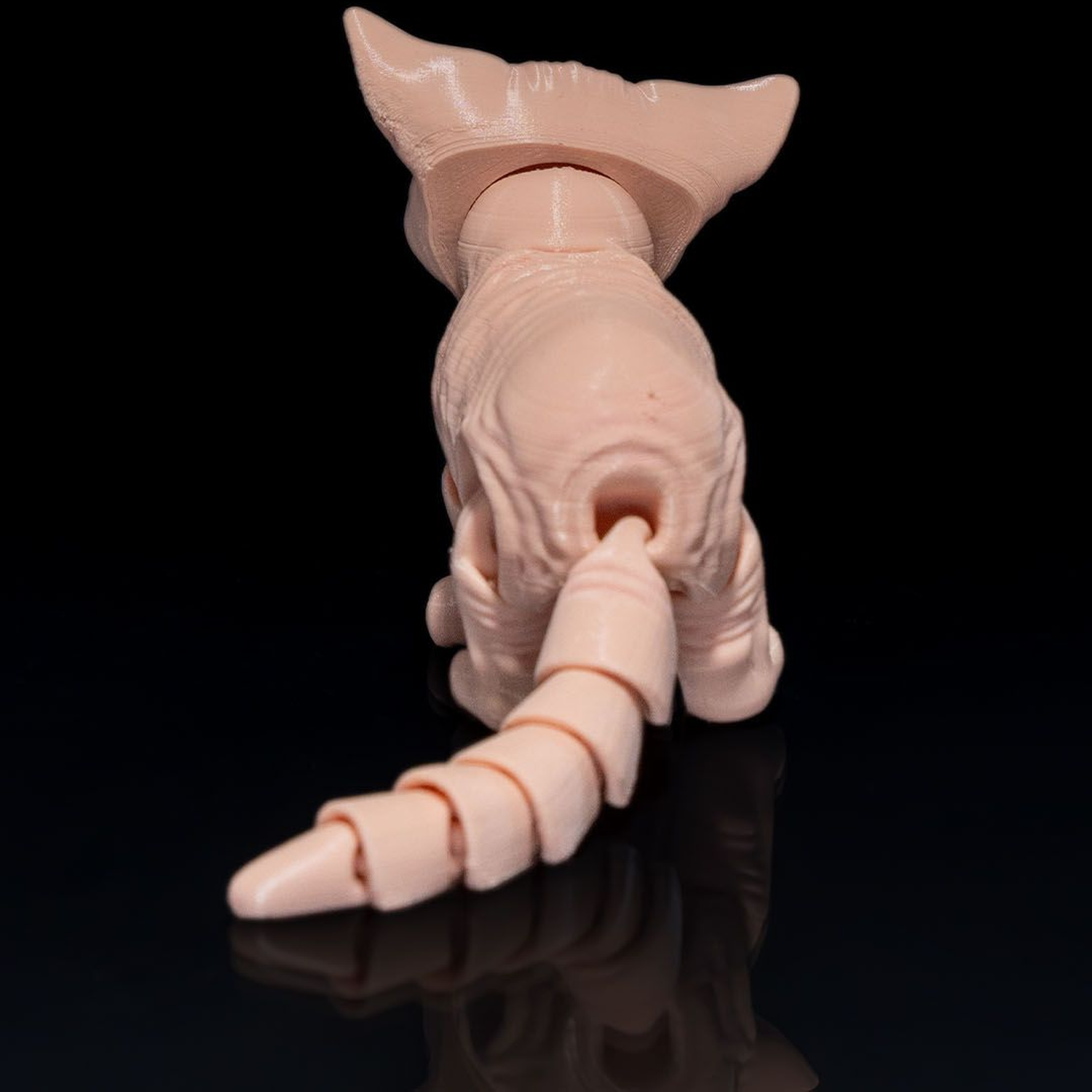 Sphynx Gato