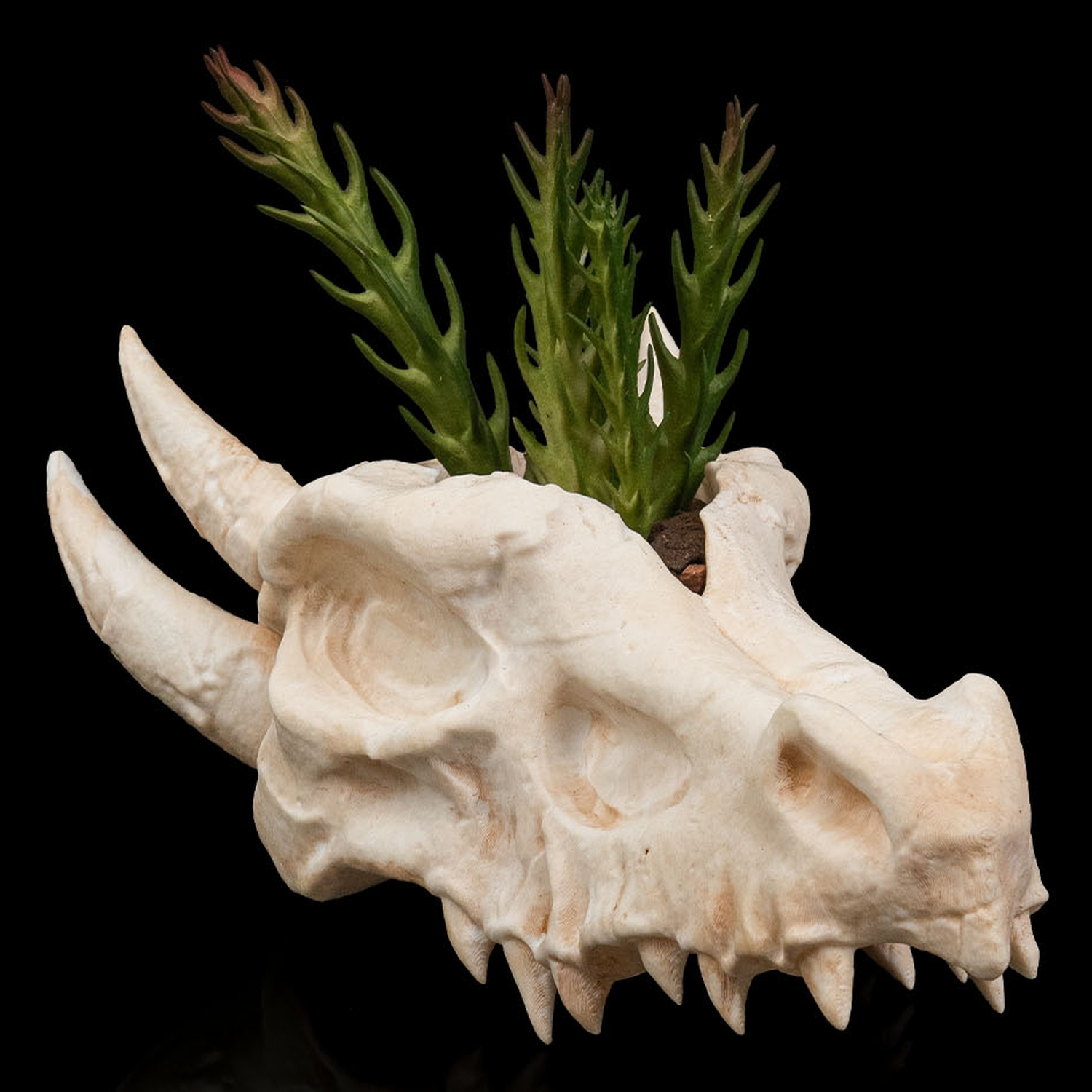 Maceta Deathroot