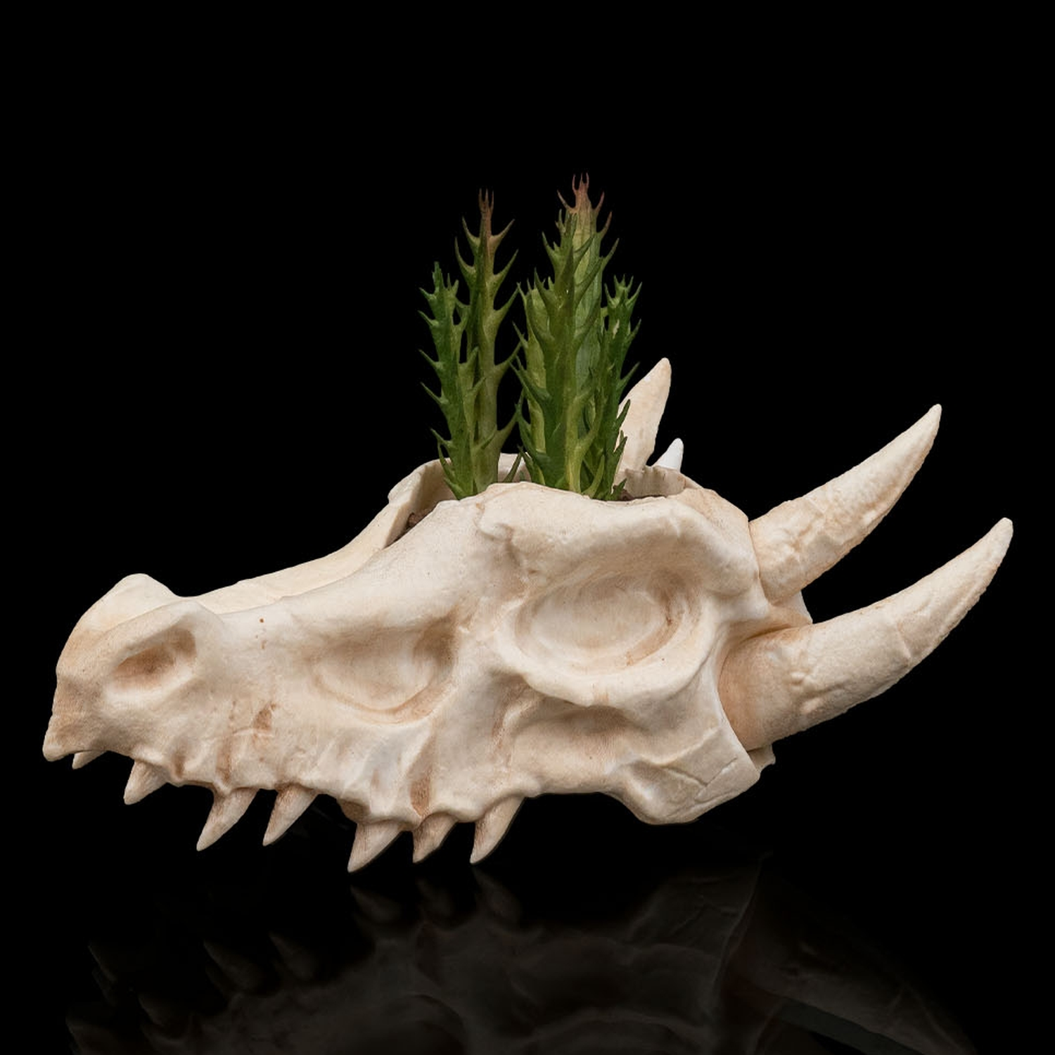 Maceta Deathroot