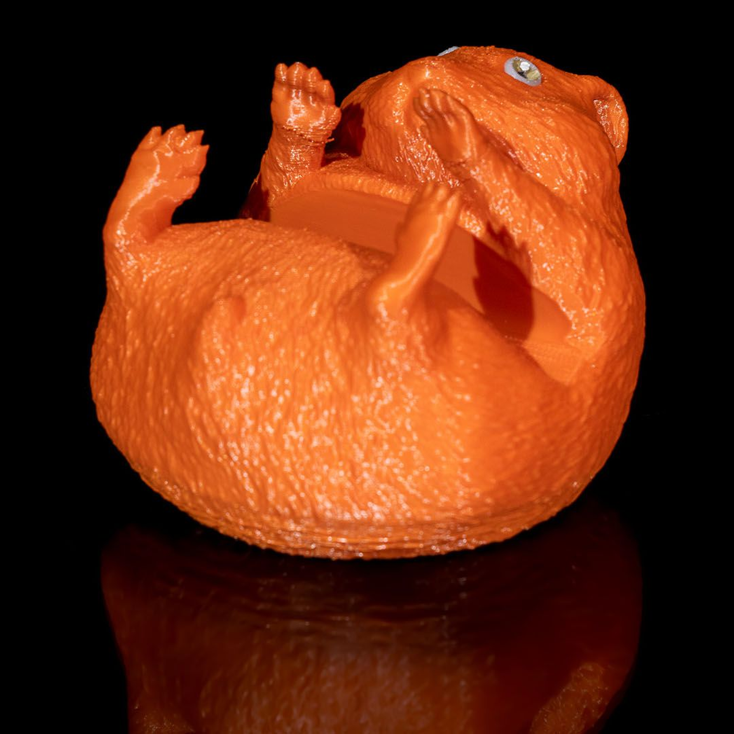 Fomo Hamster