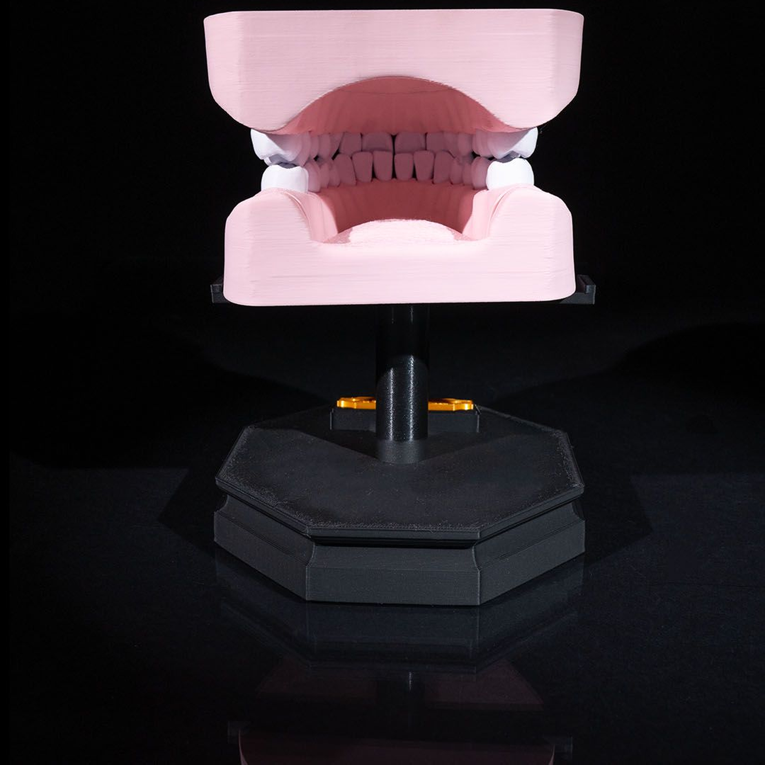 Upper and Lower Dental Arch