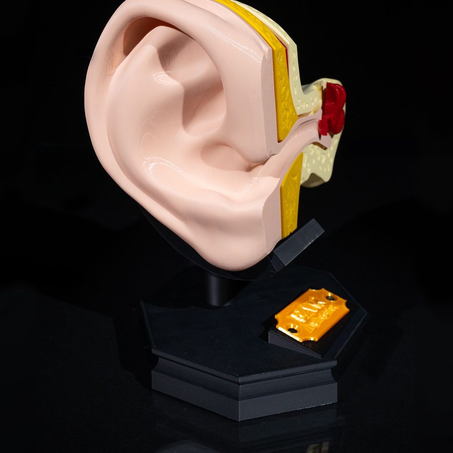 Outer and Inner Ear