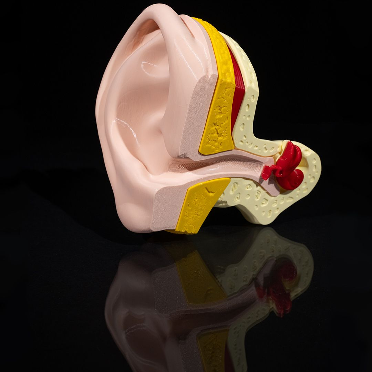 Outer and Inner Ear