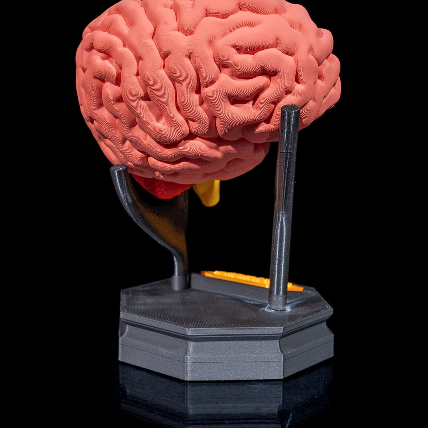 Human Brain