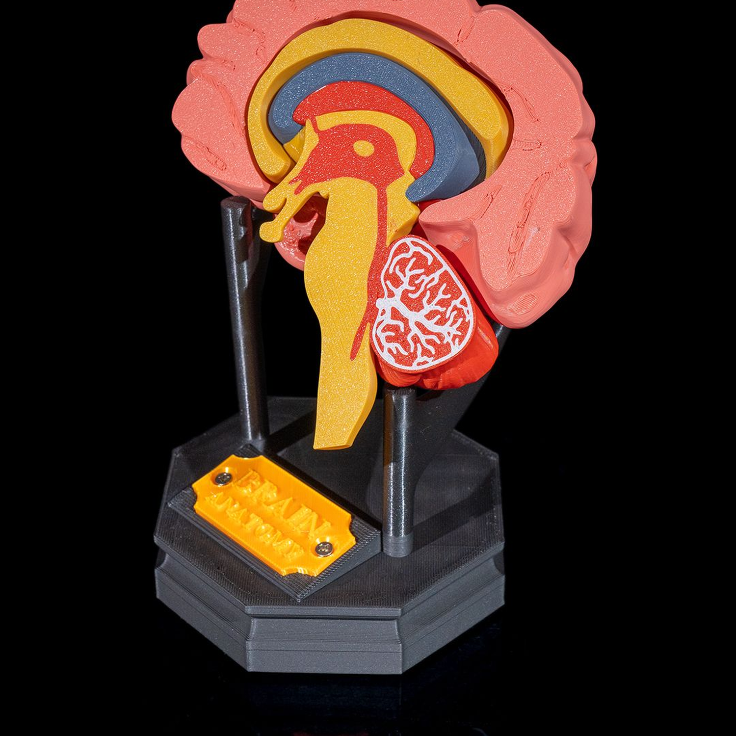 Human Brain