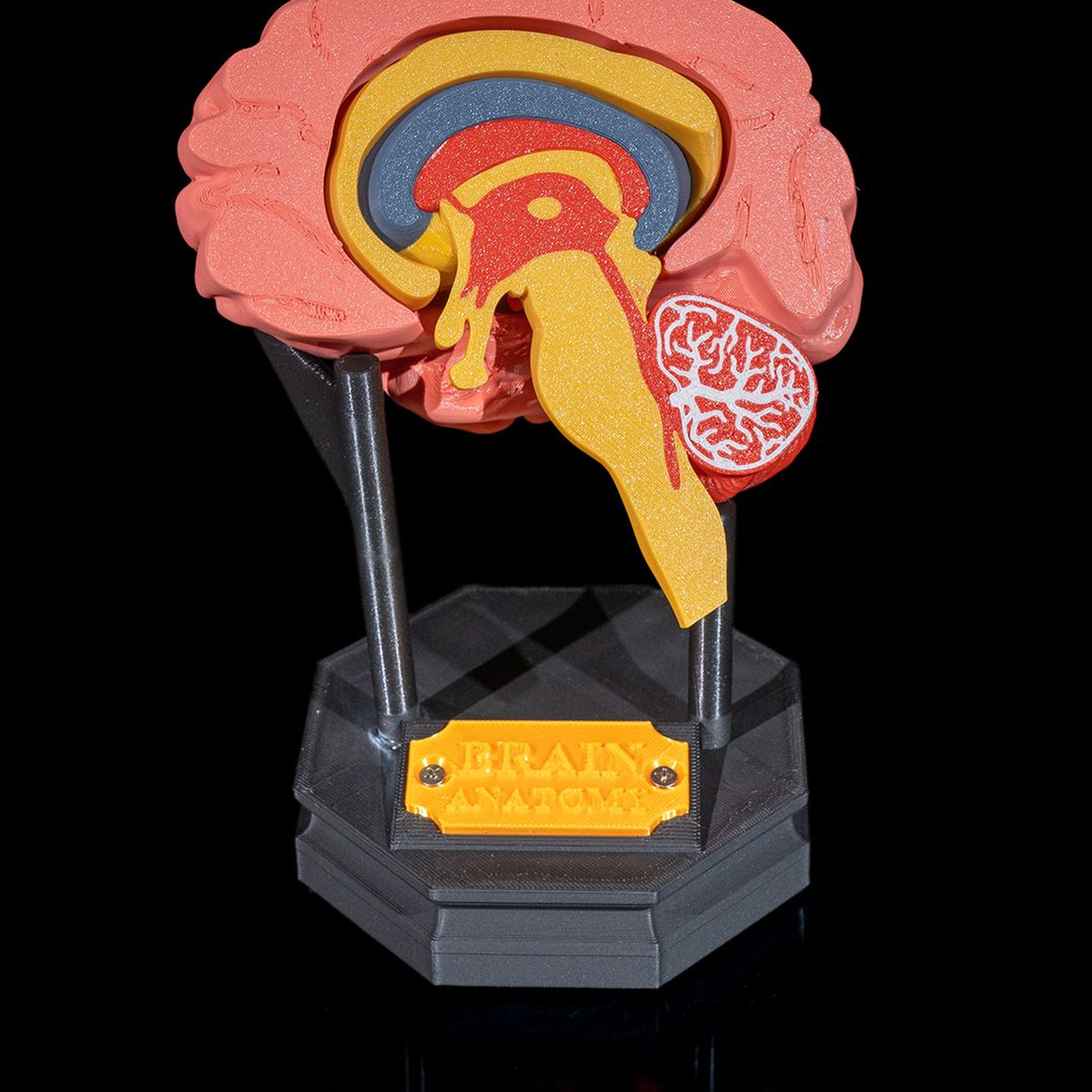 Human Brain