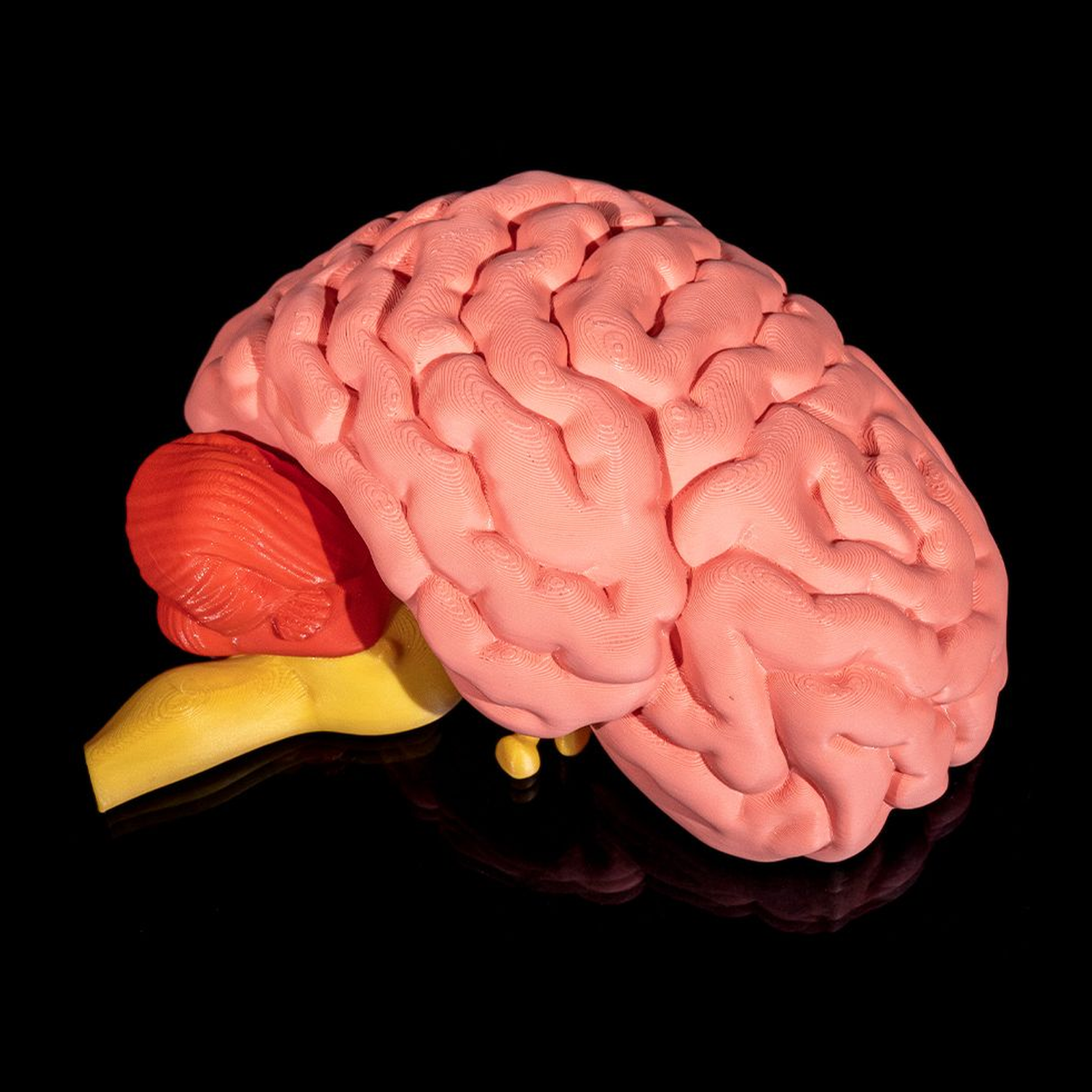 Human Brain
