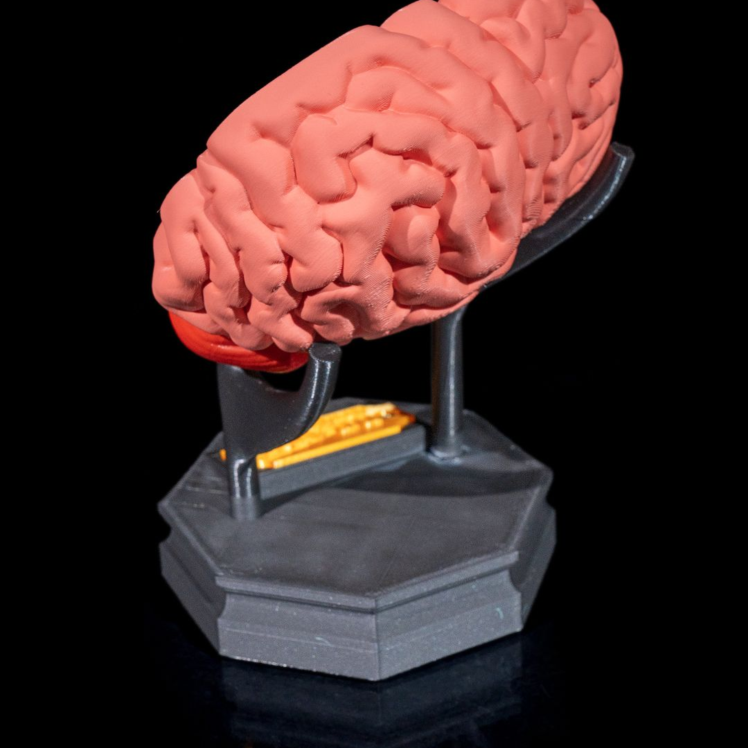 Human Brain