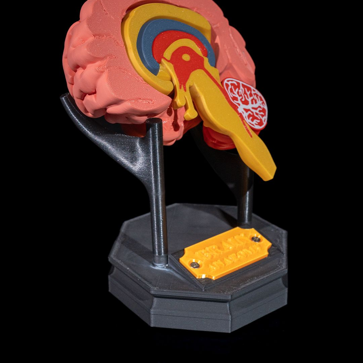 Human Brain