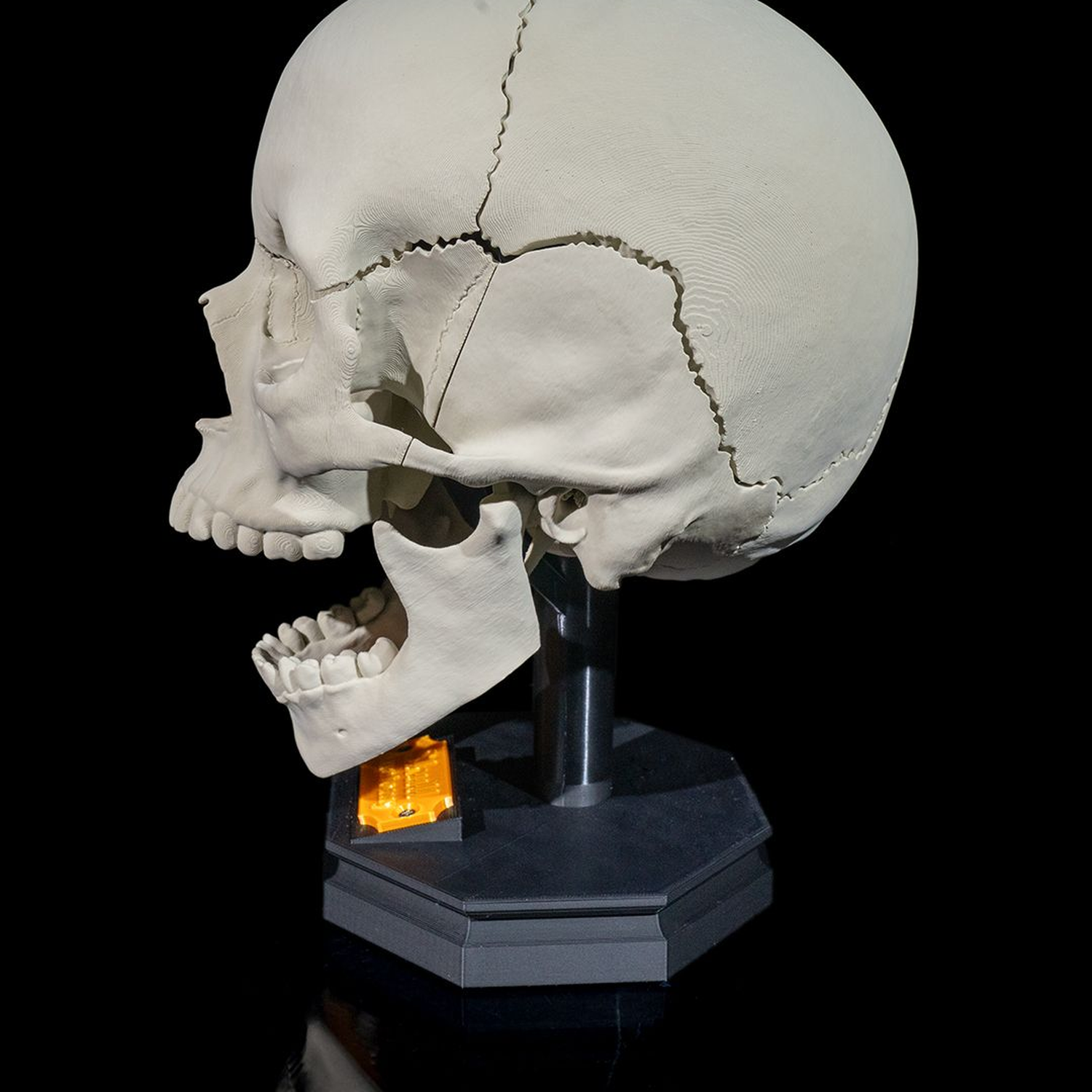 Human Adult Skull