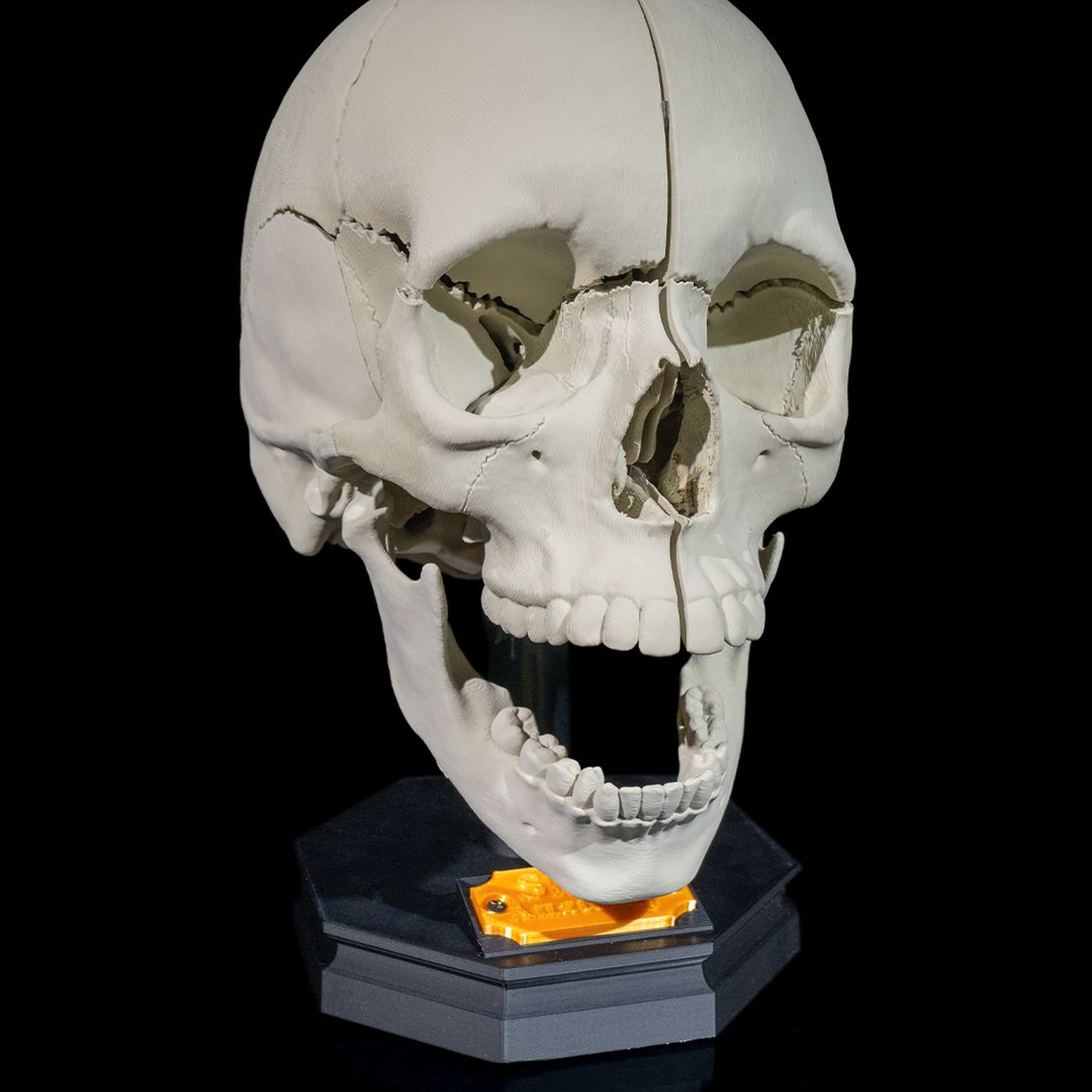 Human Adult Skull