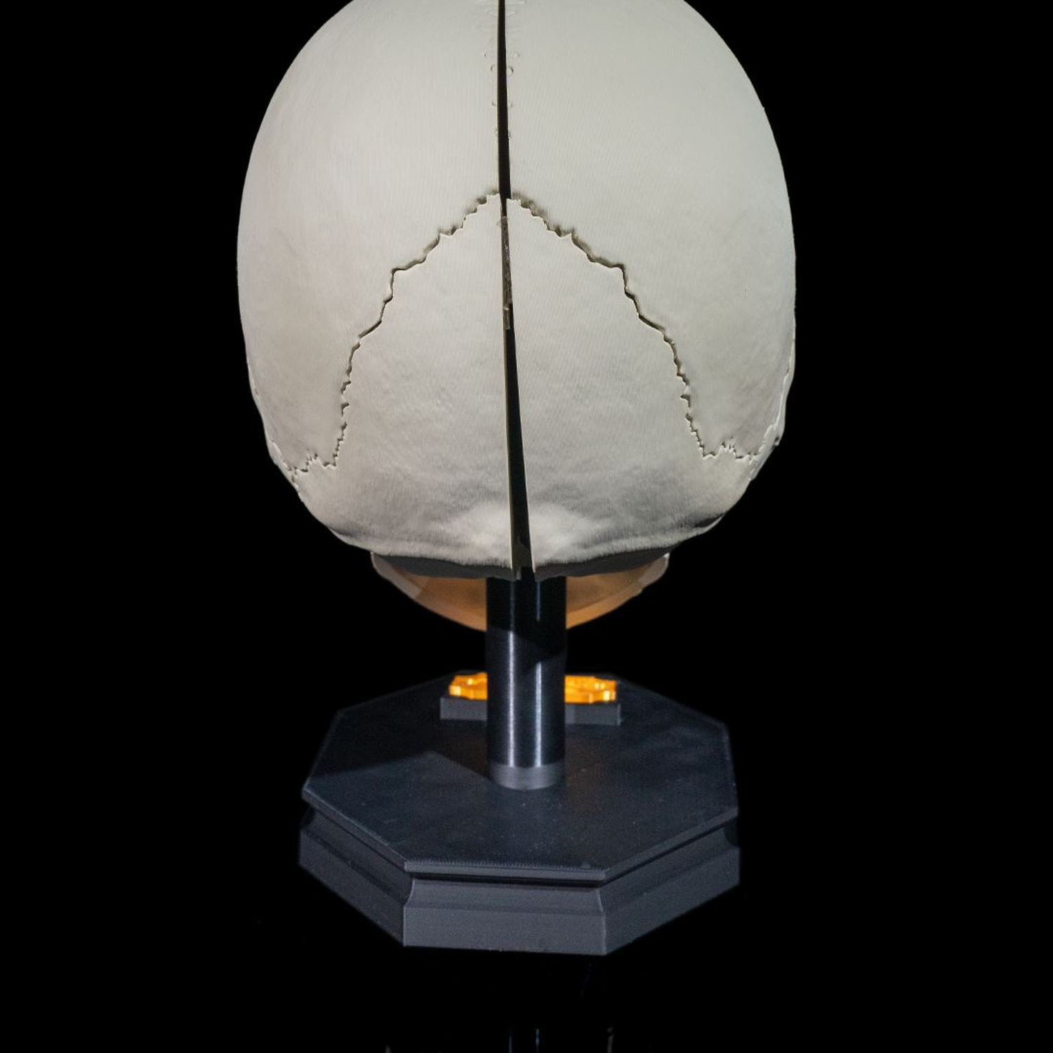 Human Adult Skull