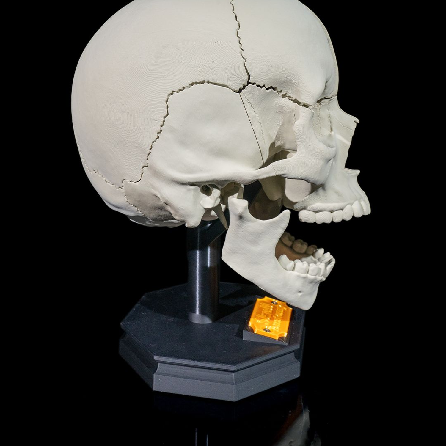 Human Adult Skull