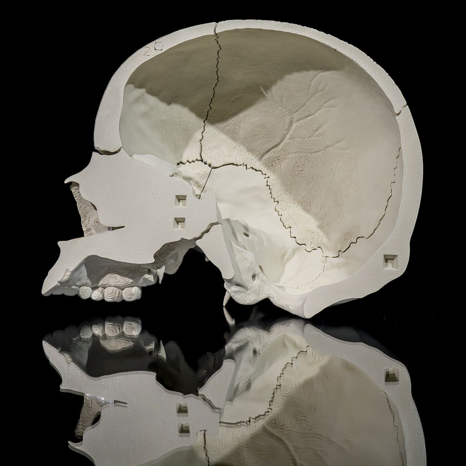 Human Adult Skull