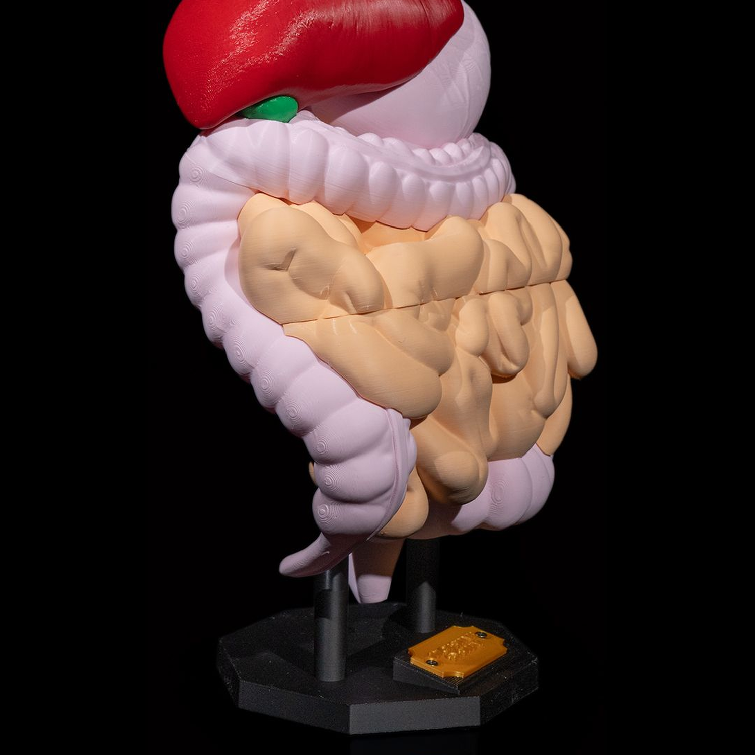 Digestive System Anatomical Model