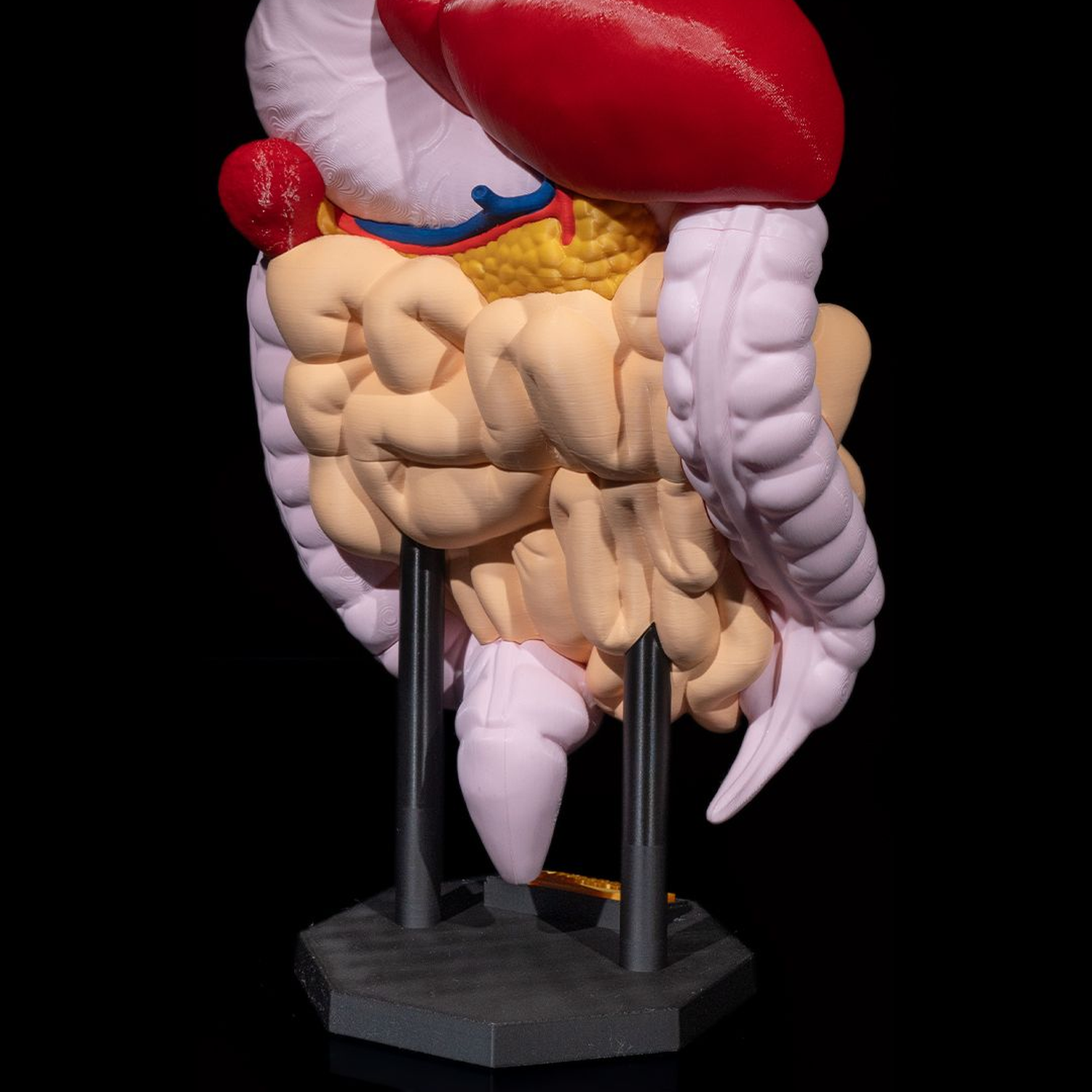 Digestive System Anatomical Model