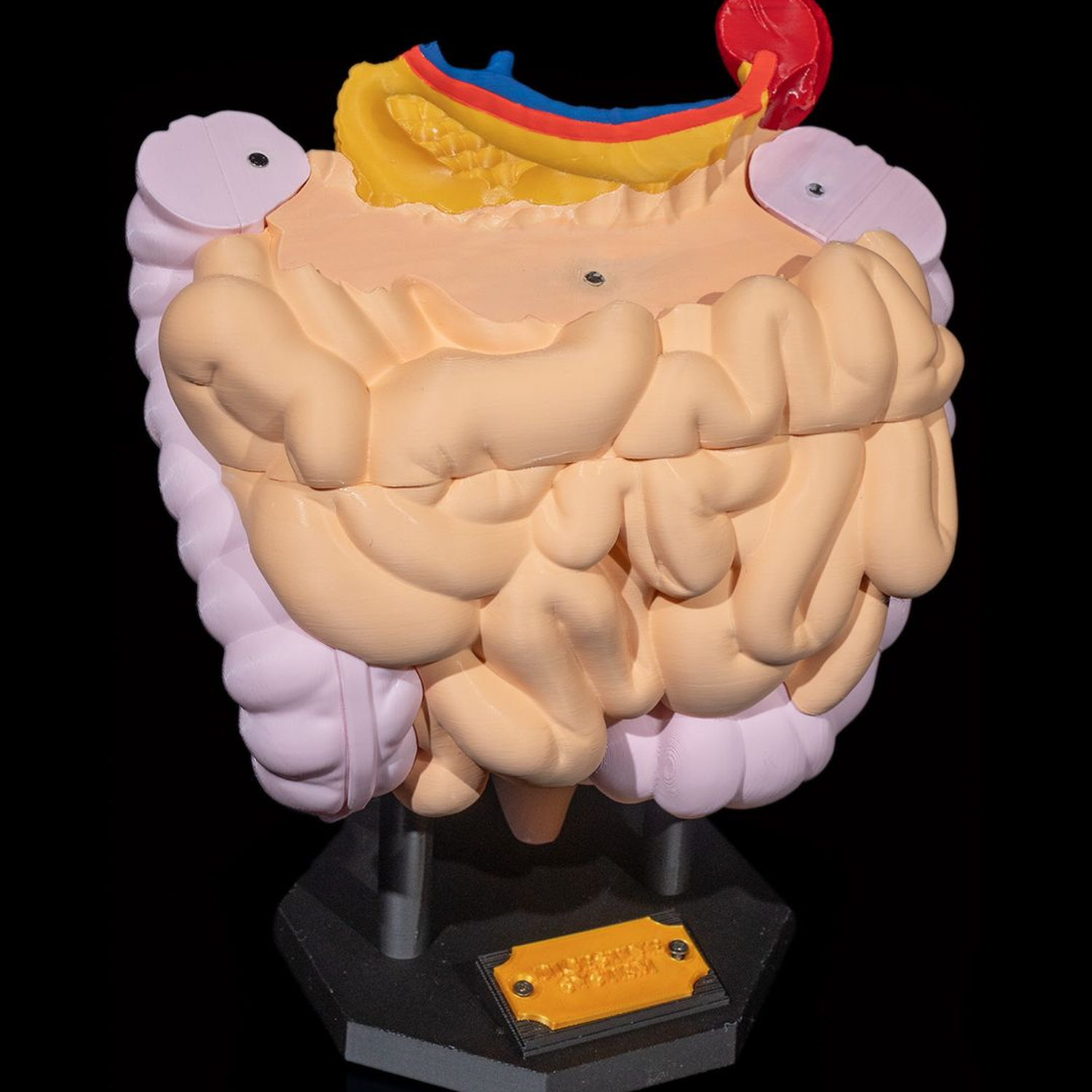 Digestive System Anatomical Model