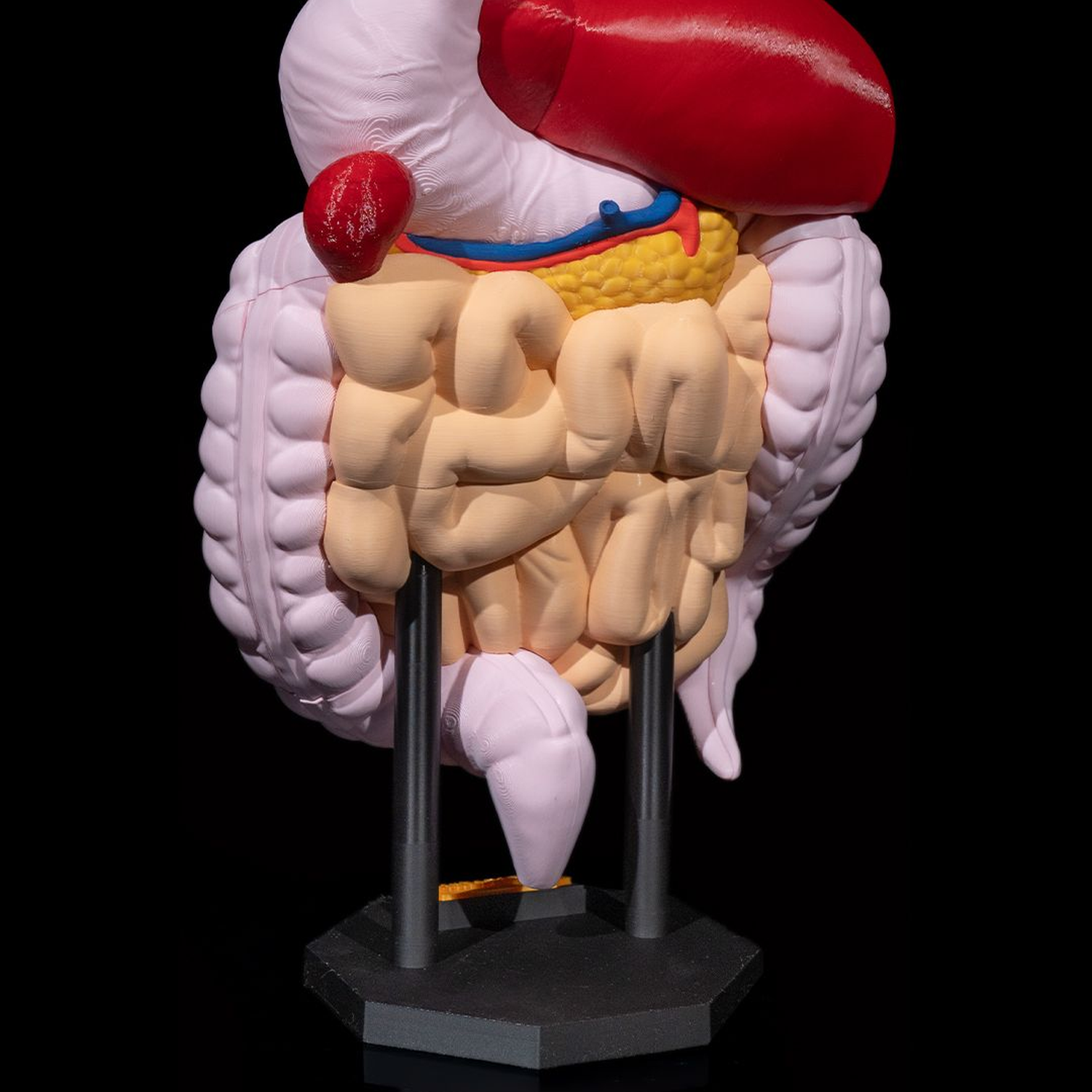 Digestive System Anatomical Model