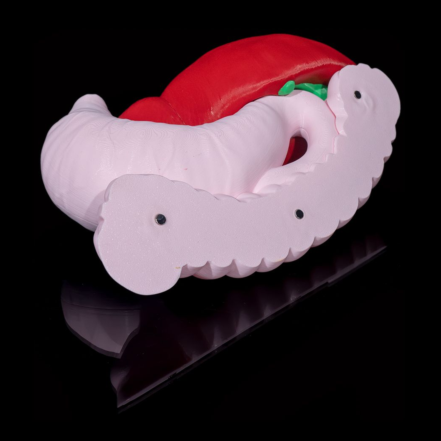 Digestive System Anatomical Model
