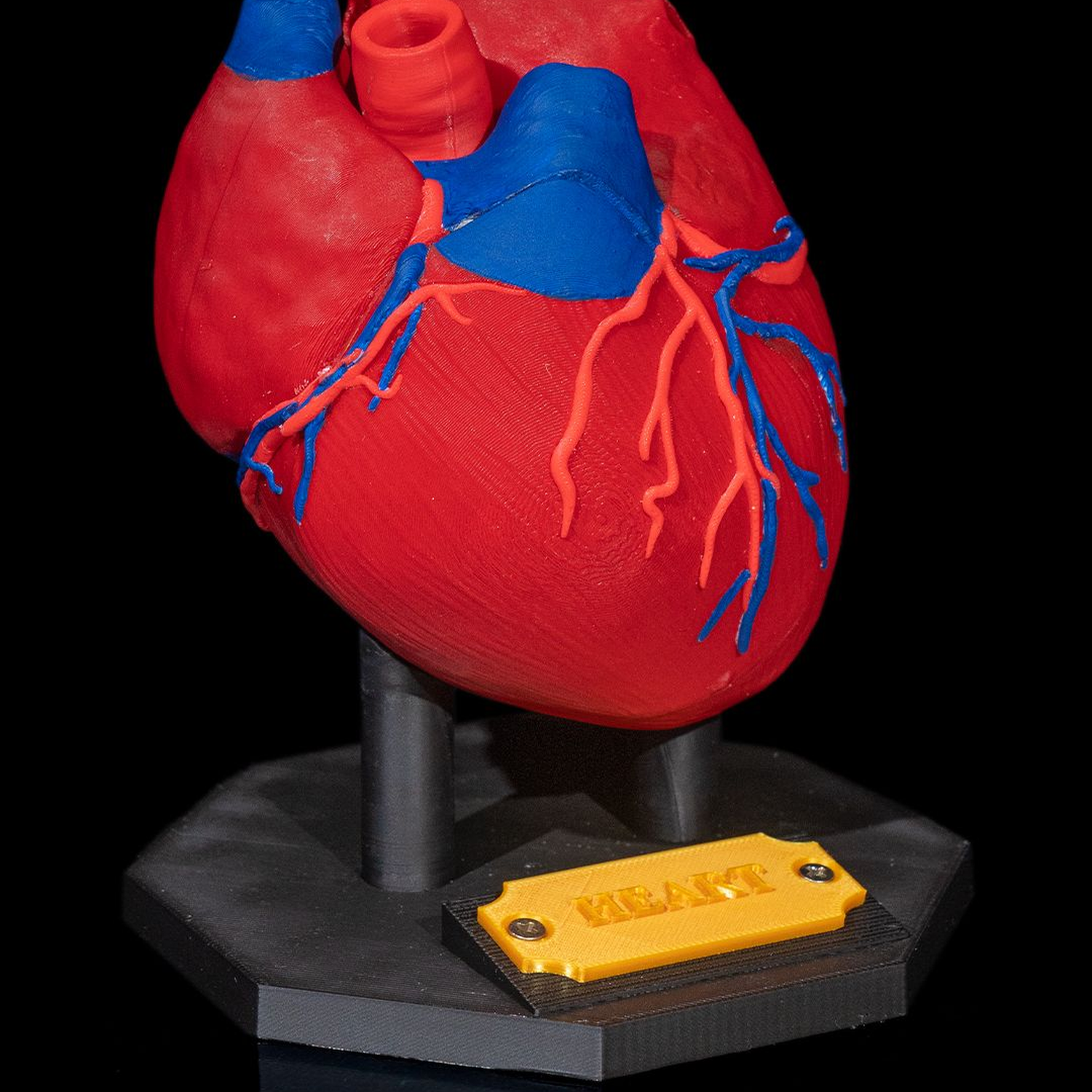 Heart Anatomical Model