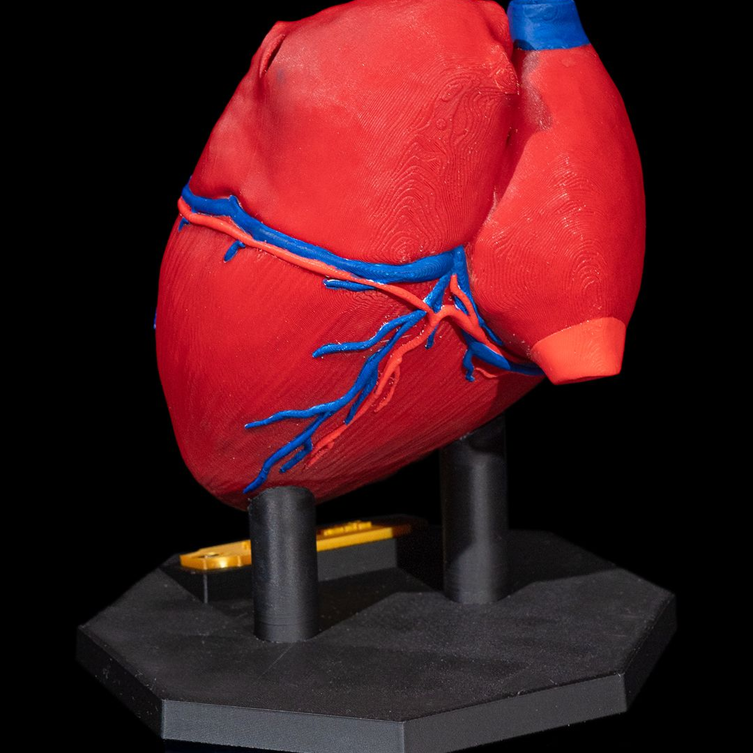 Heart Anatomical Model