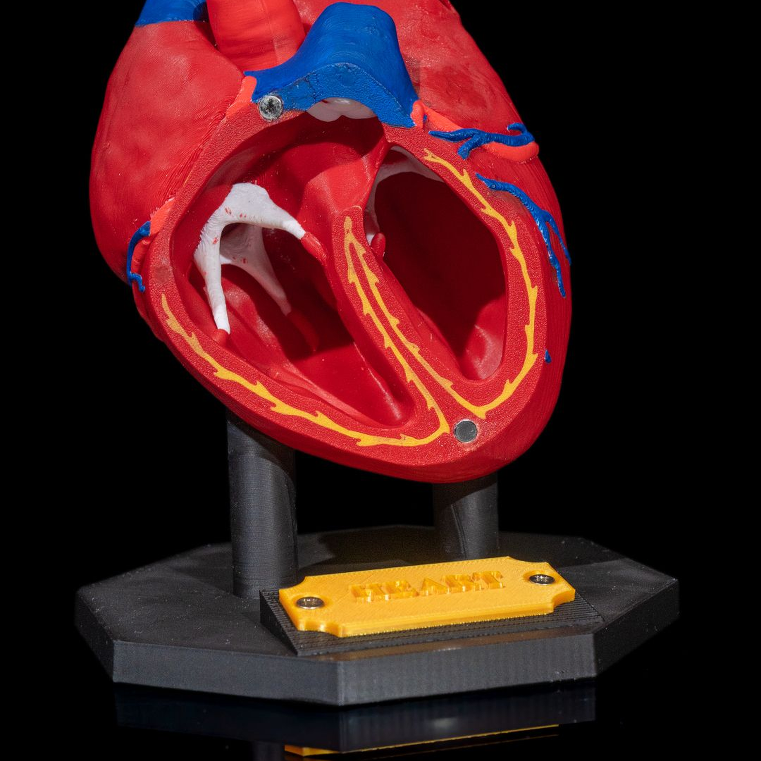 Heart Anatomical Model