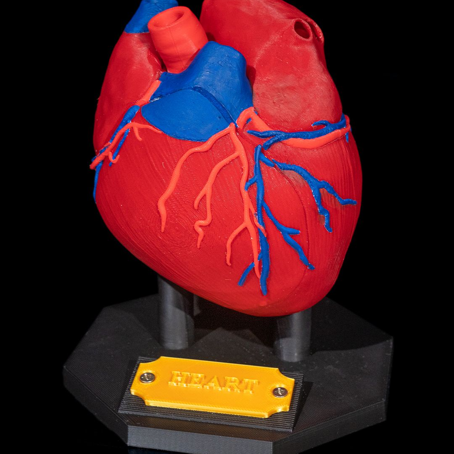 Heart Anatomical Model