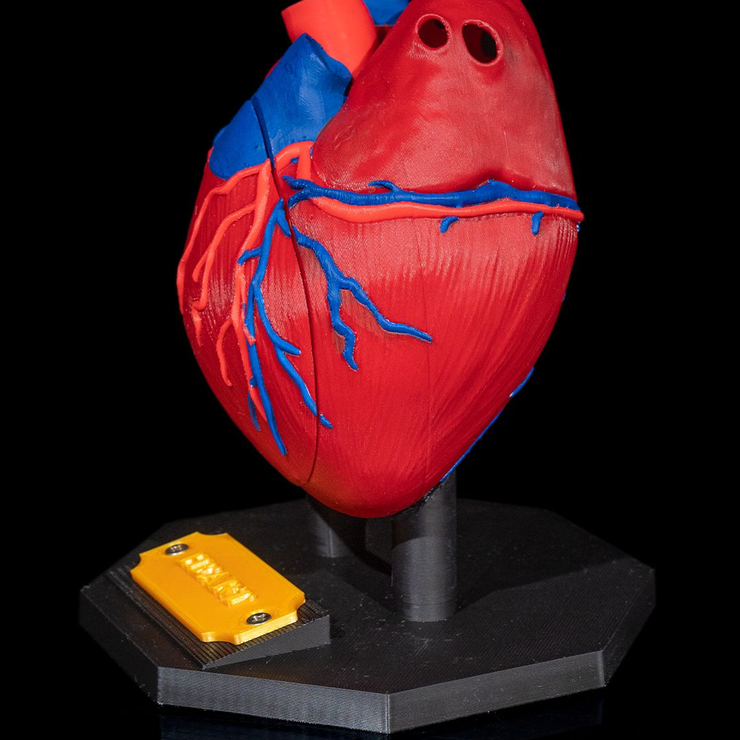 Heart Anatomical Model