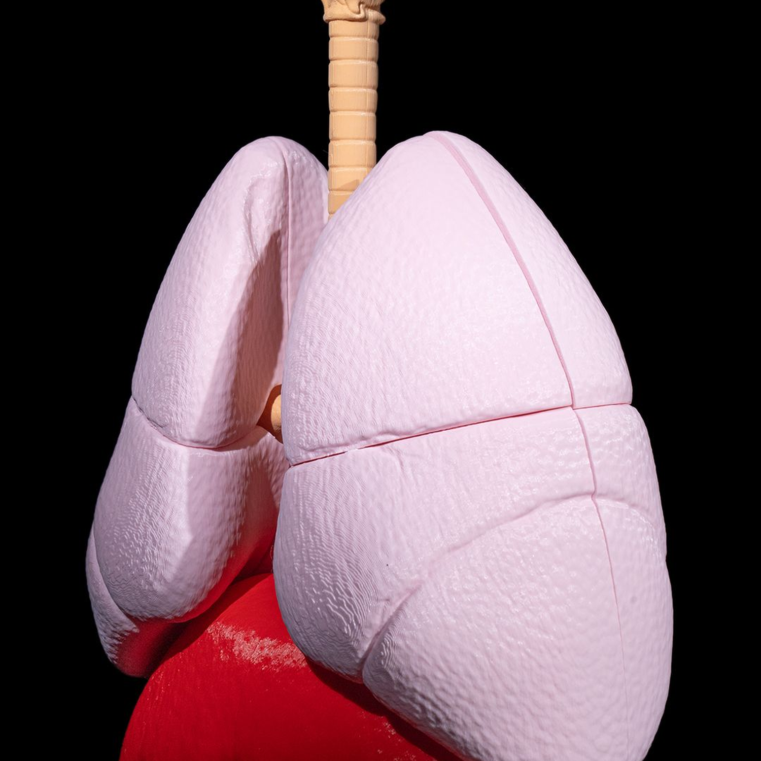 Lung Anatomical Model