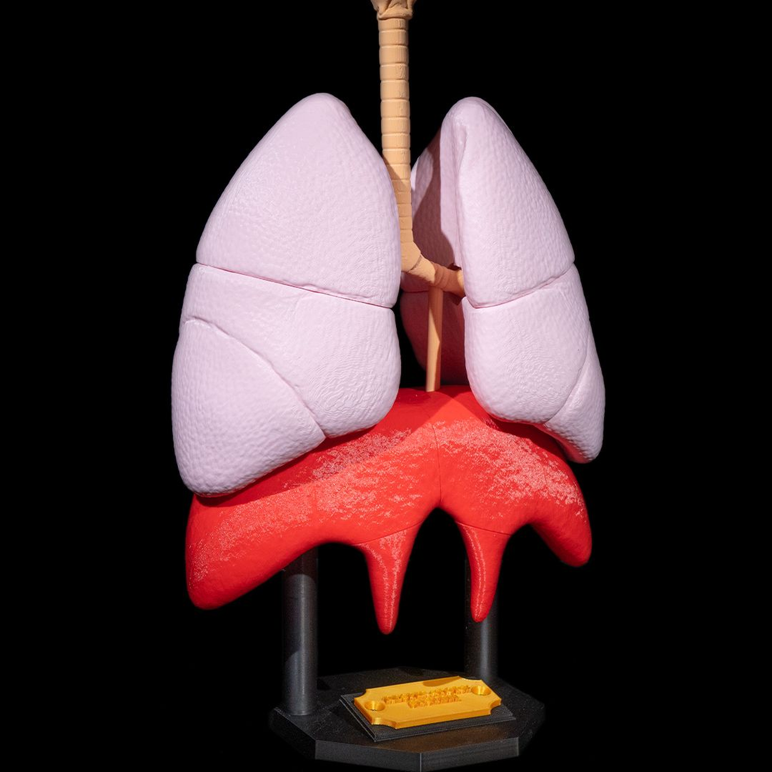 Lung Anatomical Model
