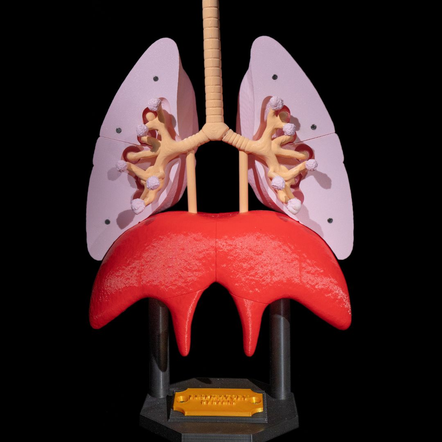 Lung Anatomical Model