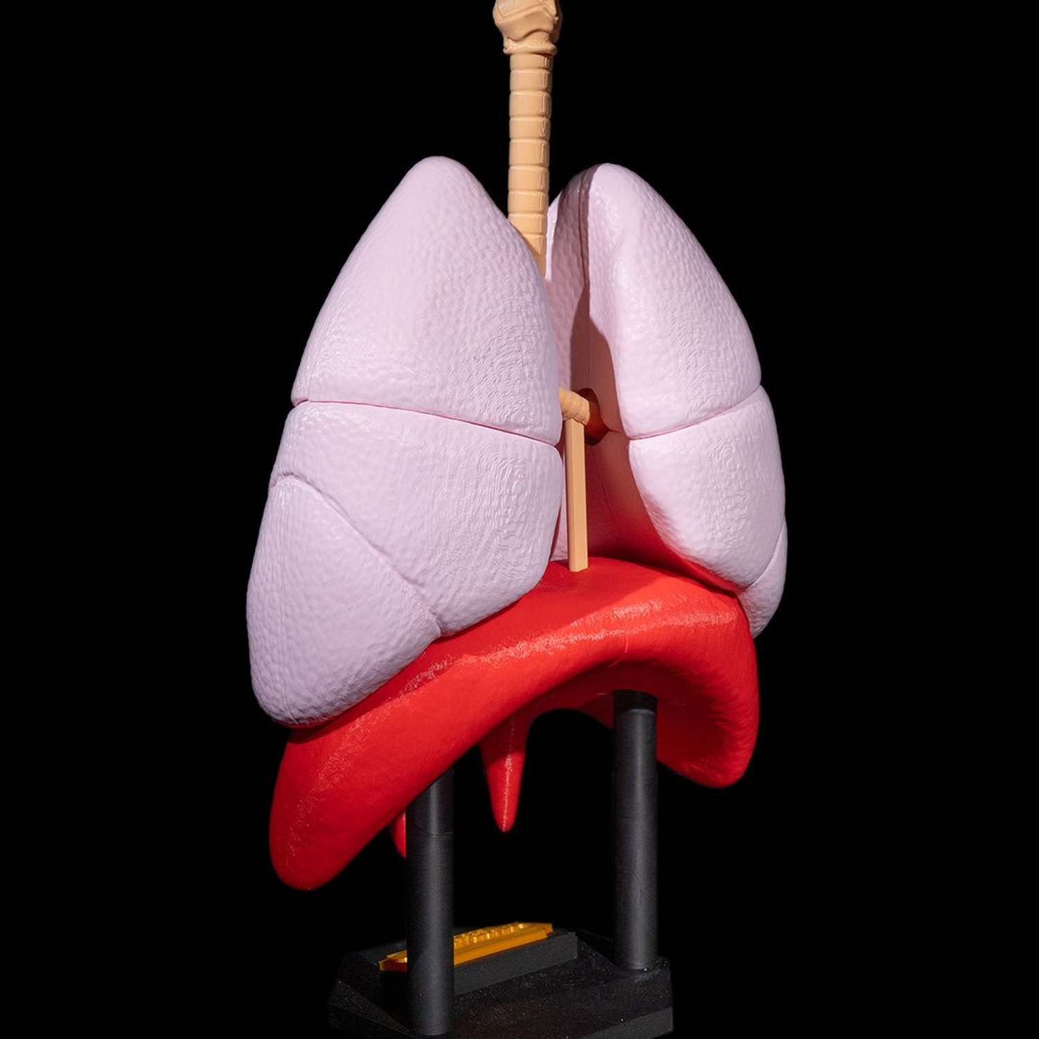 Lung Anatomical Model