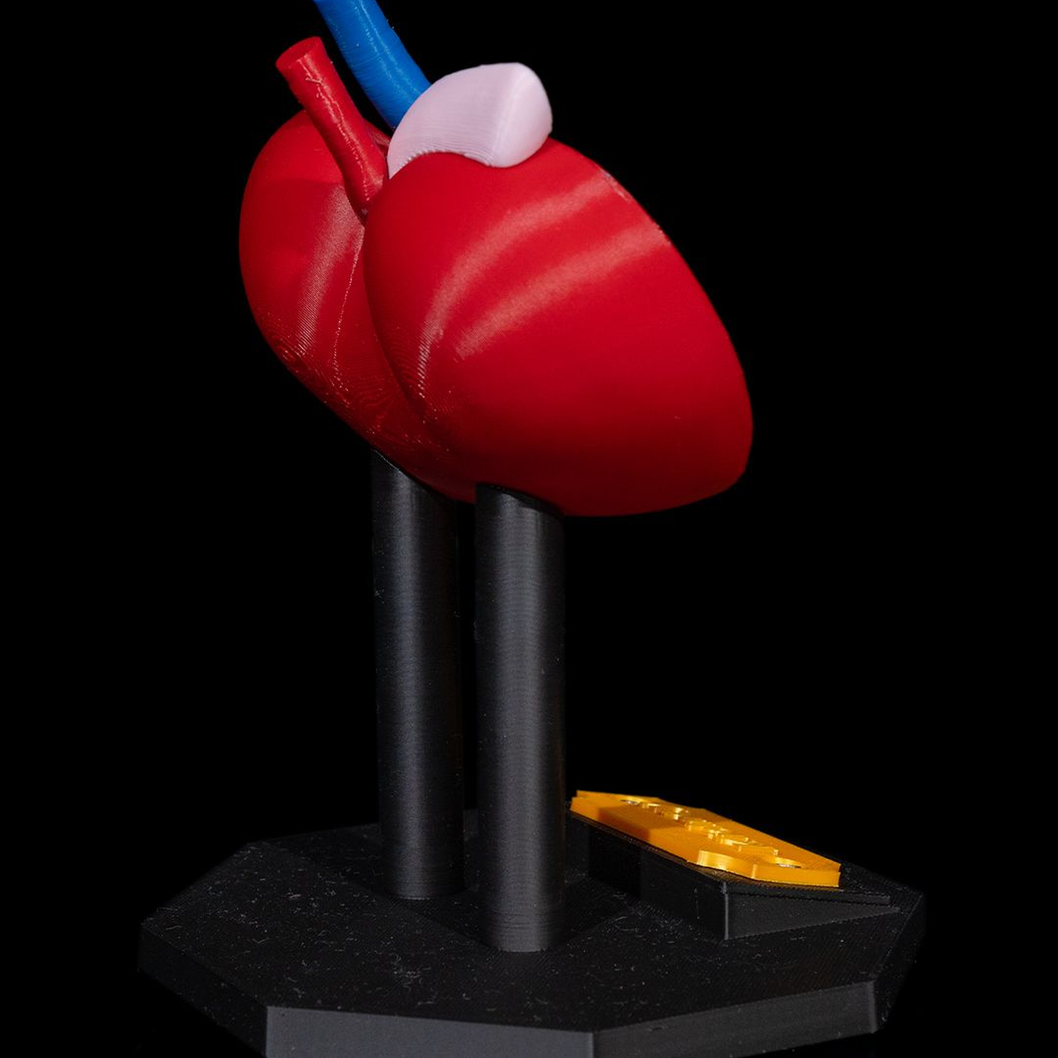 Kidney Anatomical Model