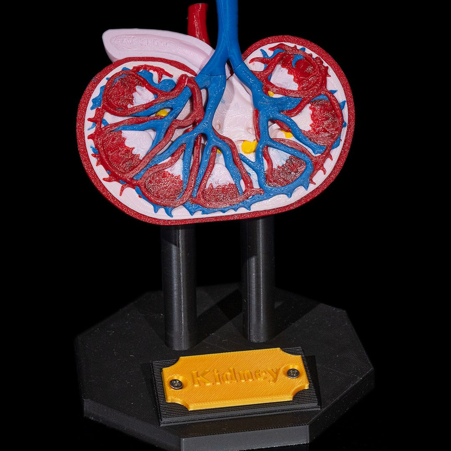 Kidney Anatomical Model