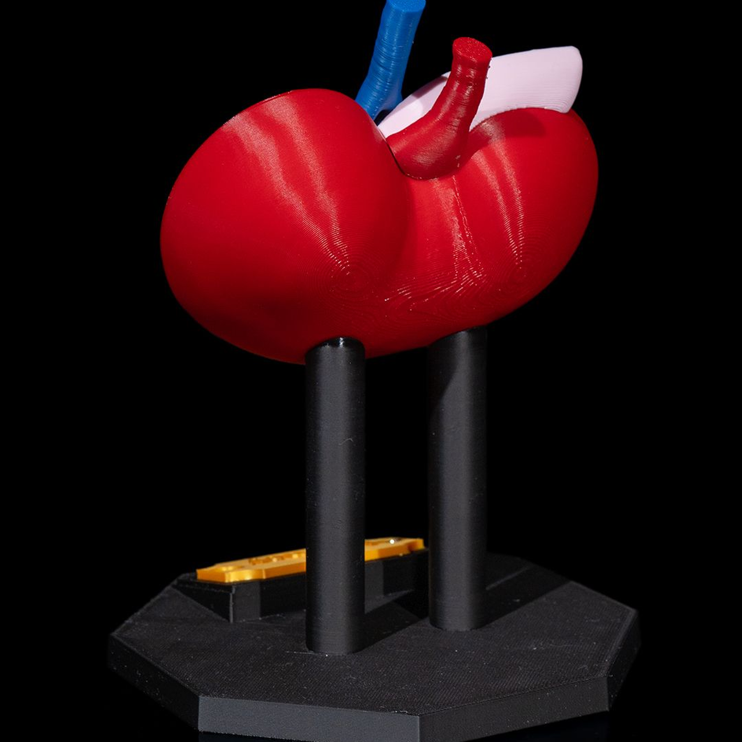 Kidney Anatomical Model