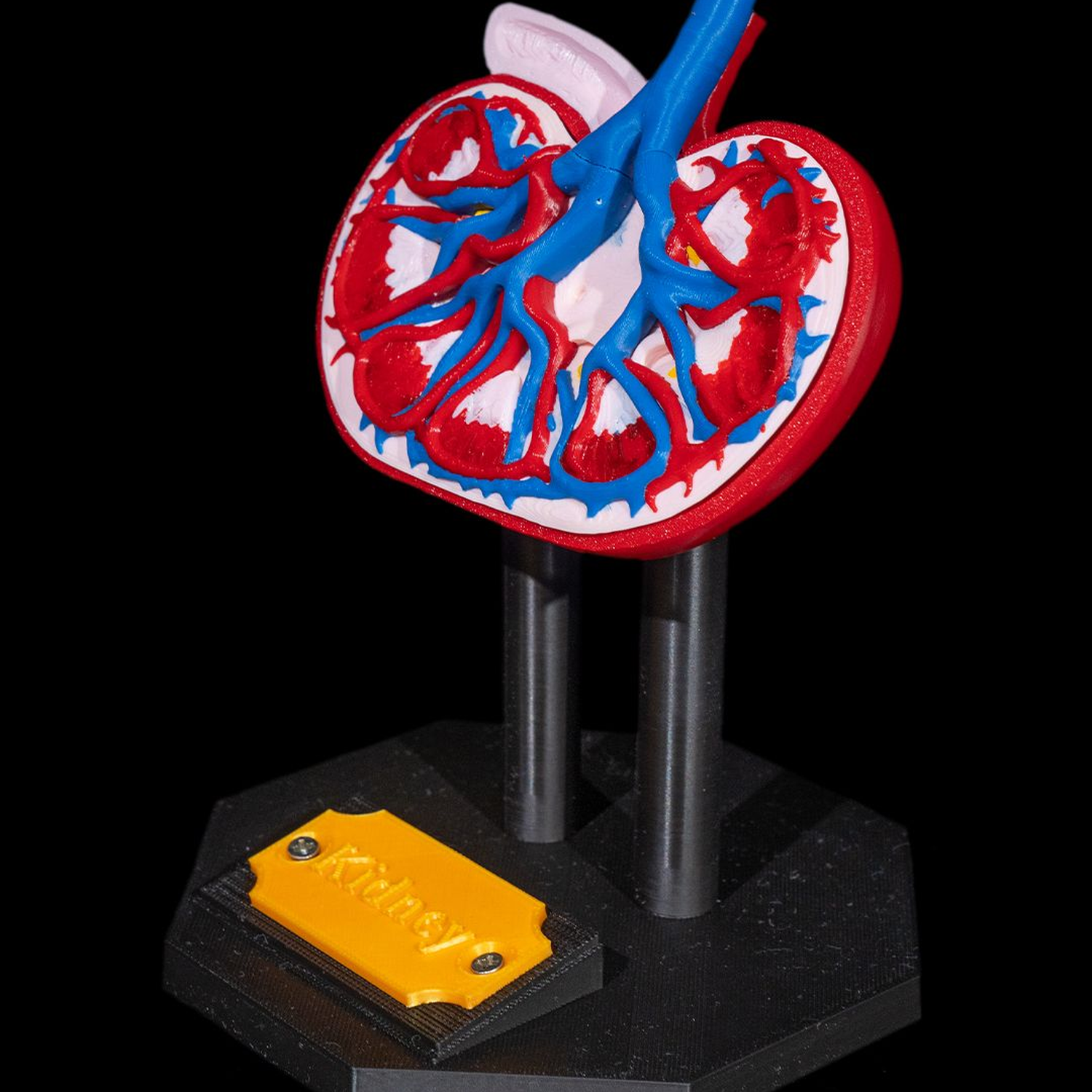 Kidney Anatomical Model