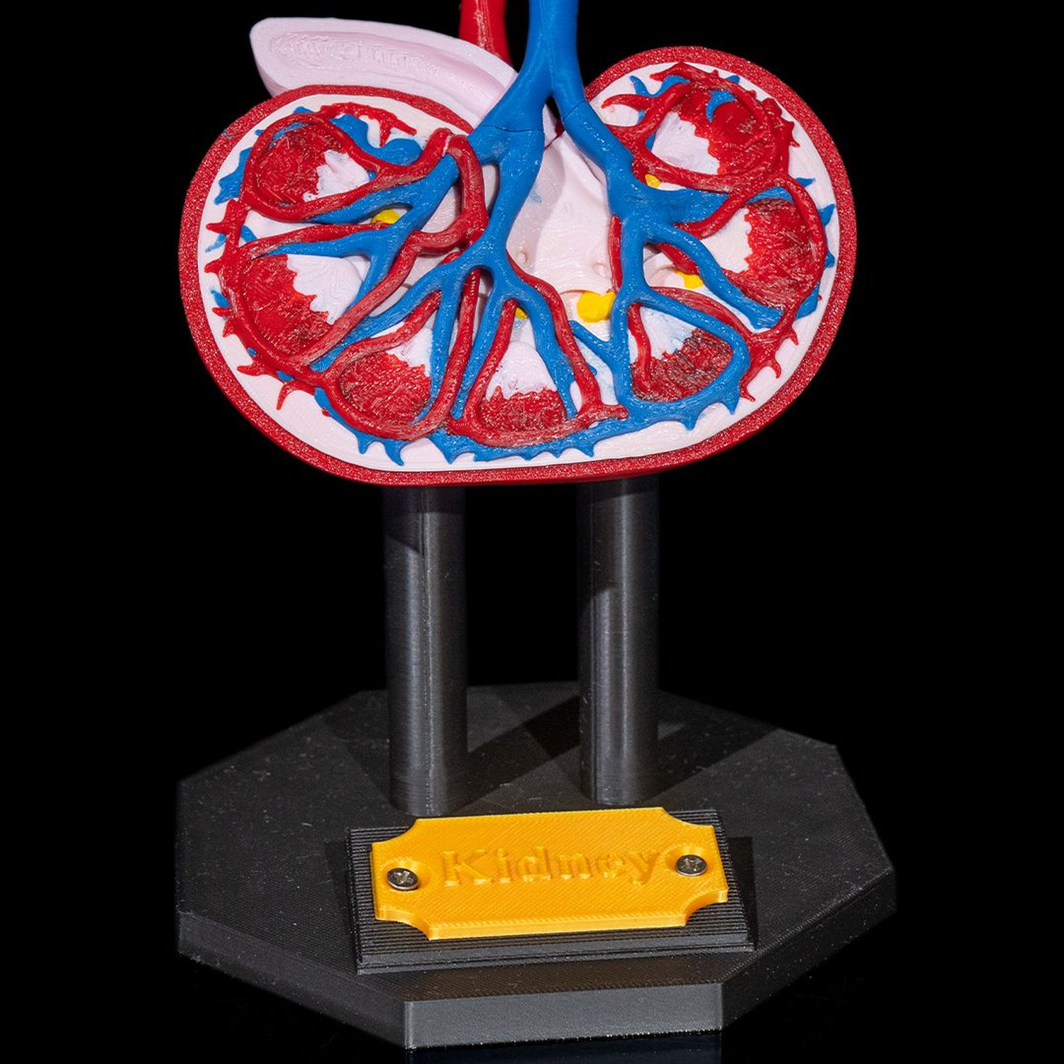 Kidney Anatomical Model
