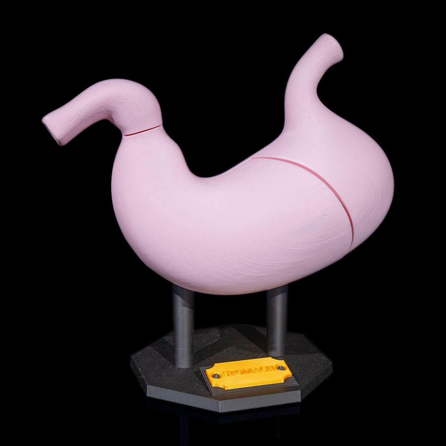 Stomach Anatomical Model