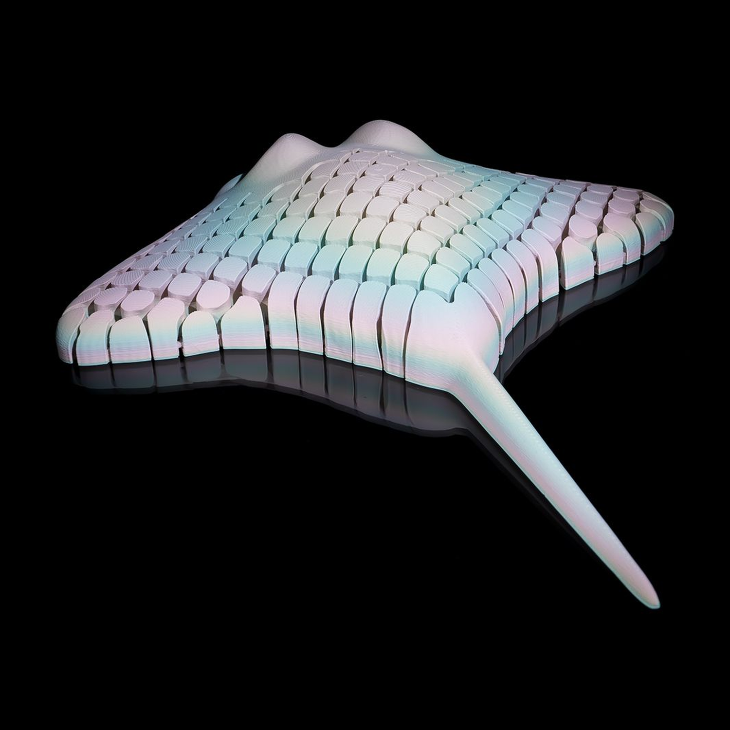 Ray, the Manta Ray