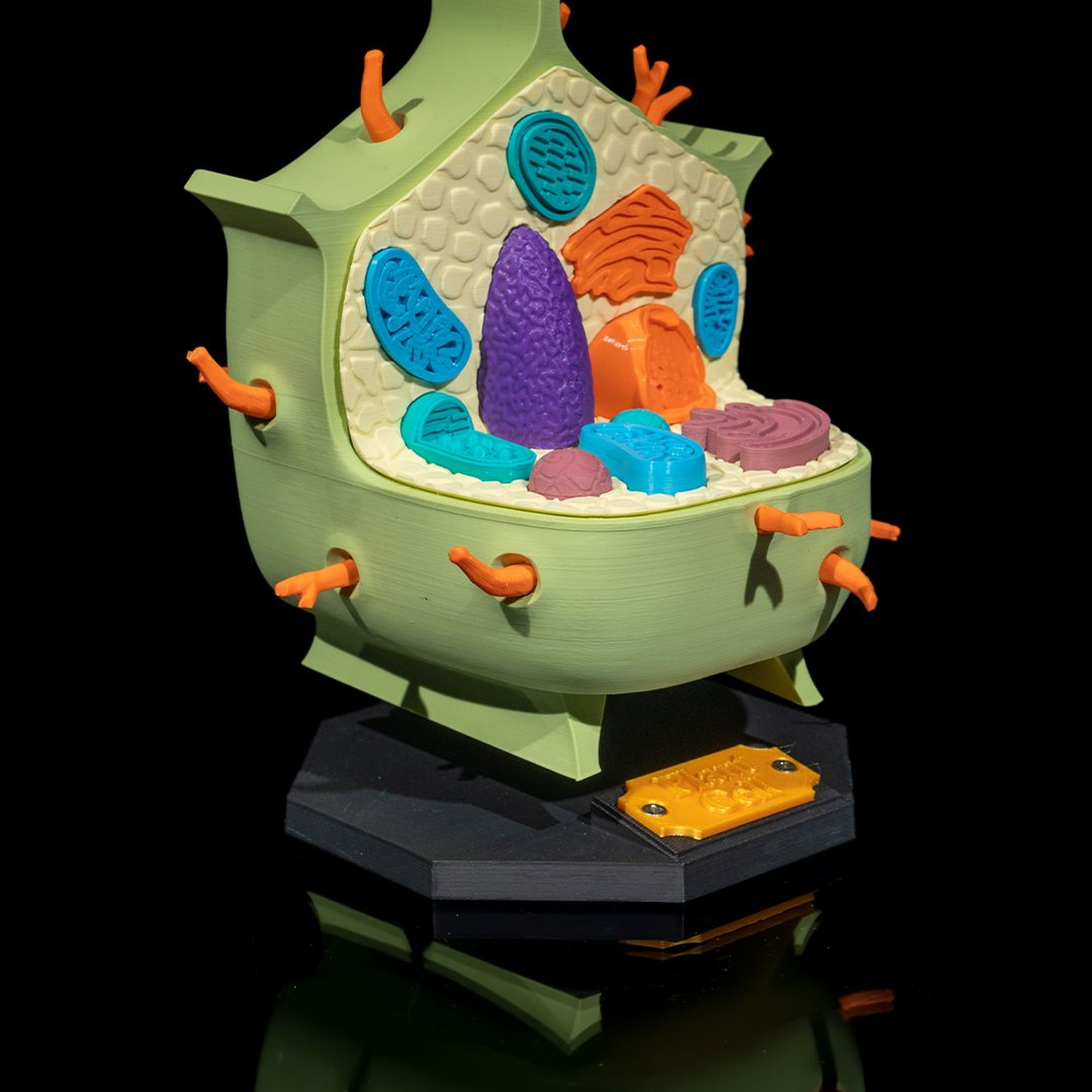 Plant Cell