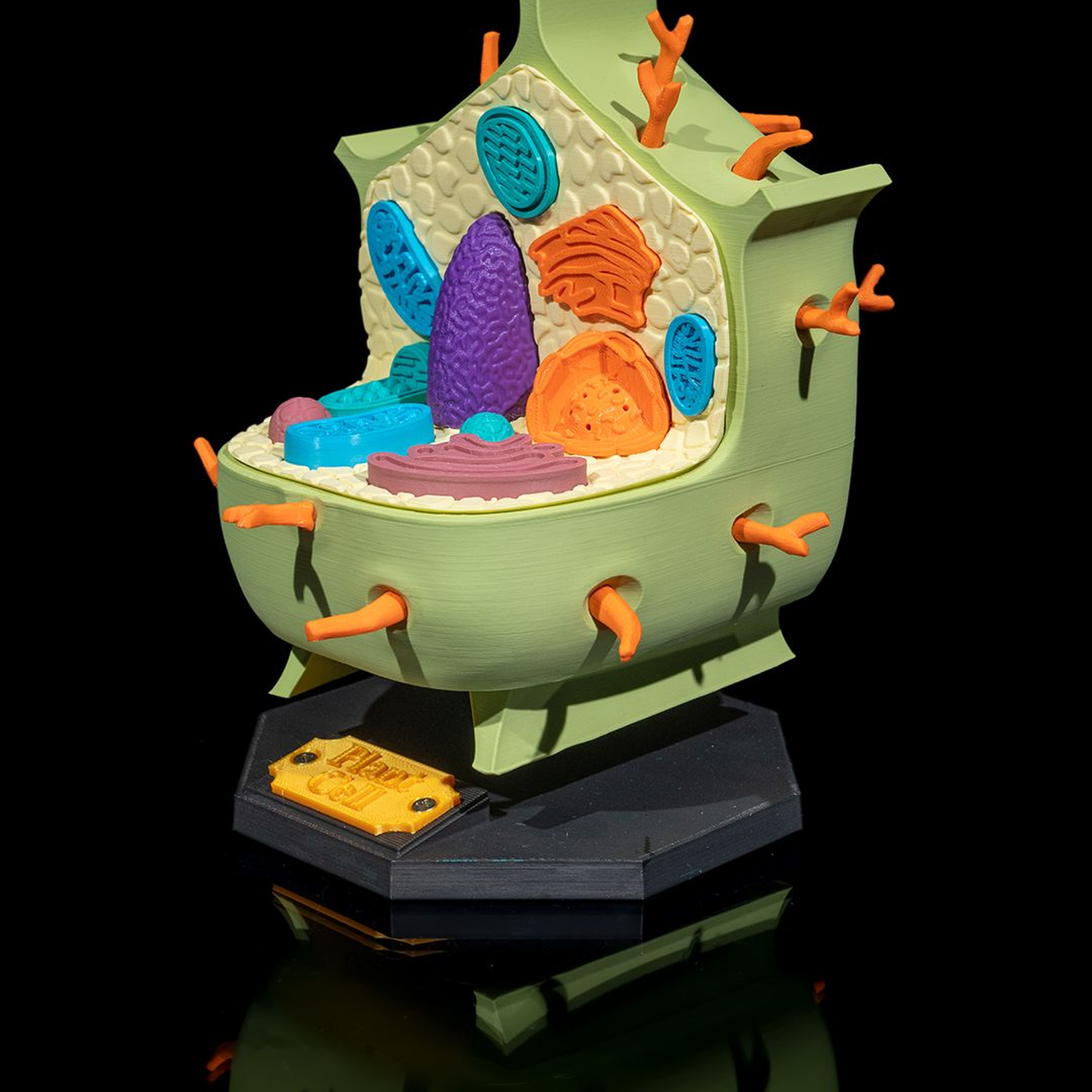 Plant Cell