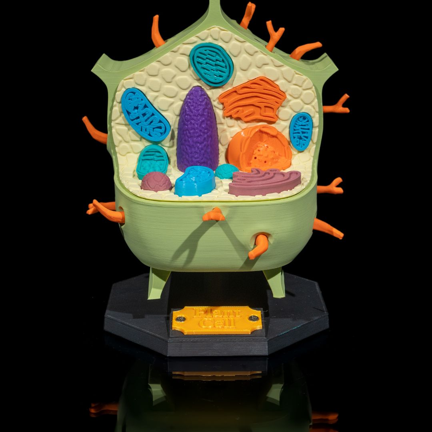Plant Cell