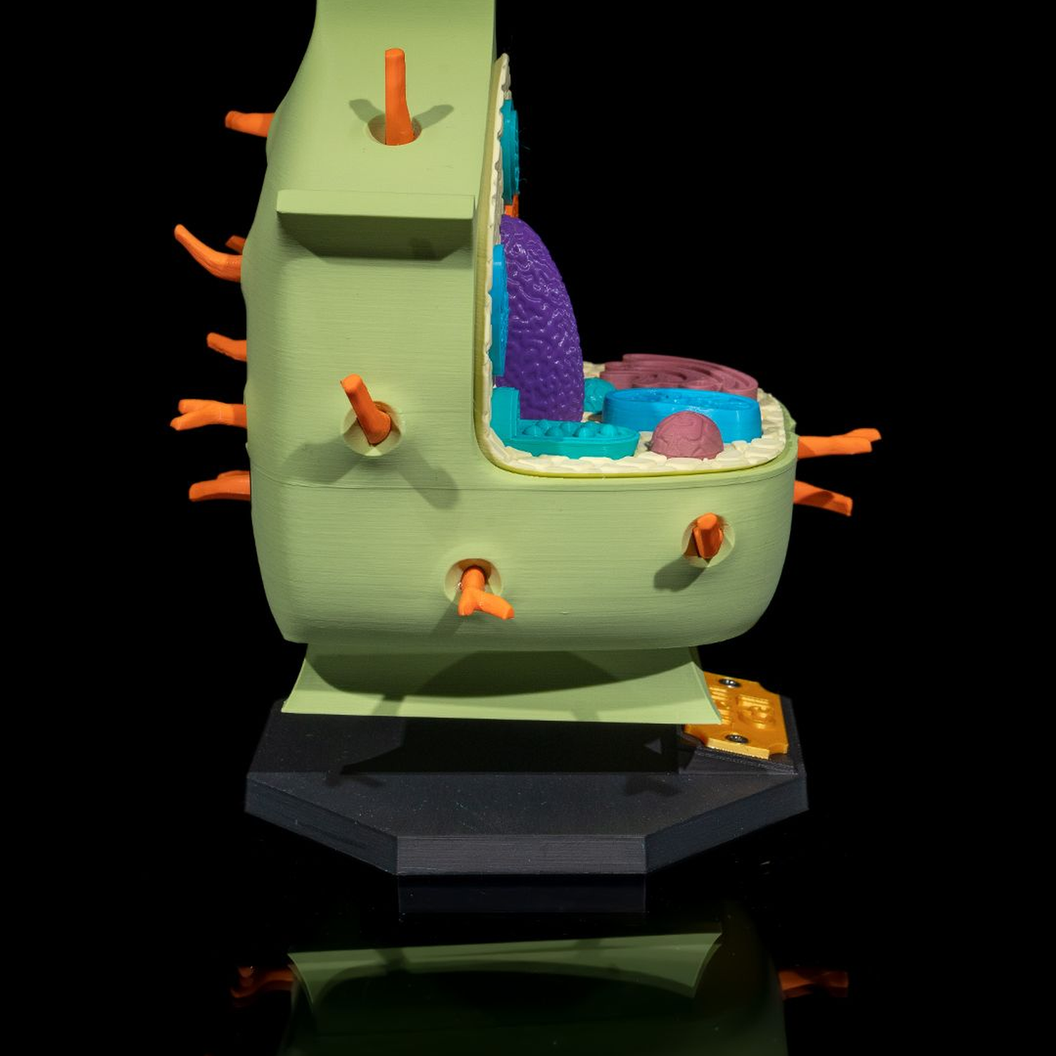 Plant Cell